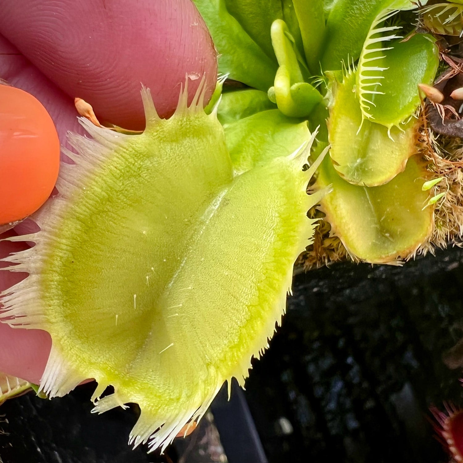 Dionaea m. 'Triton' JH Potted