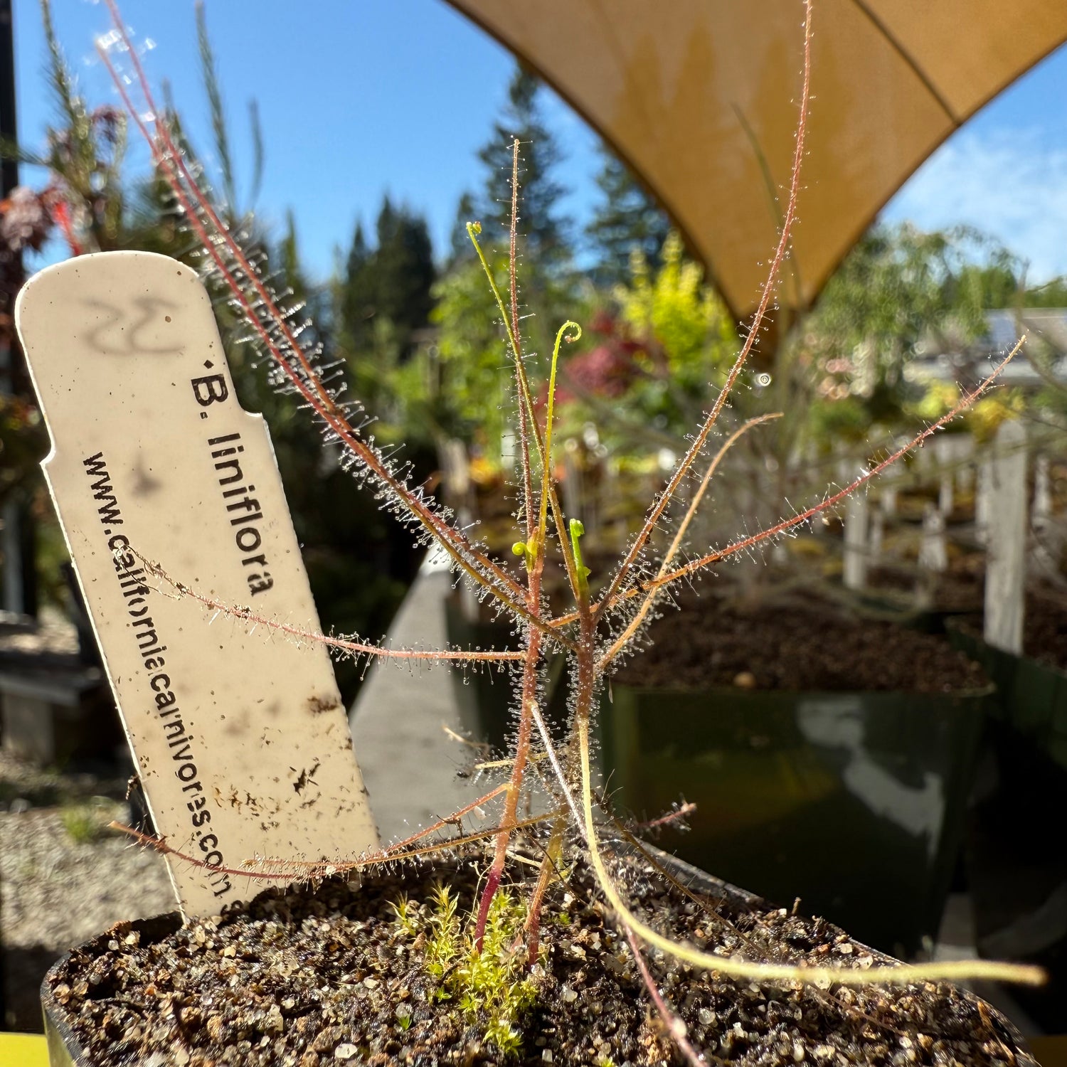 Seed Pack Byblis liniflora “Palmerston” (10 seeds/pack)