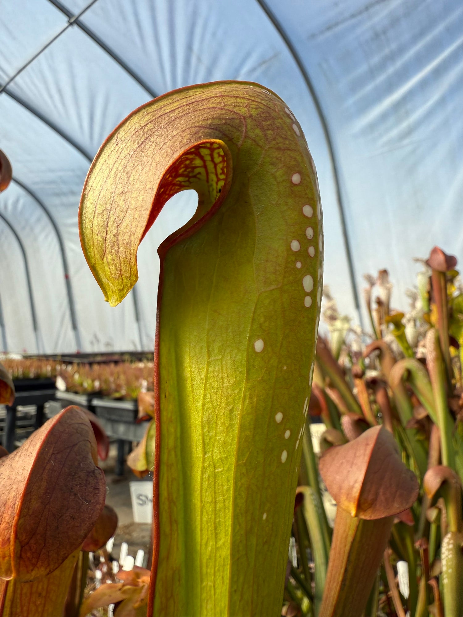 Sarracenia minor ‘Giant’ Division Potted