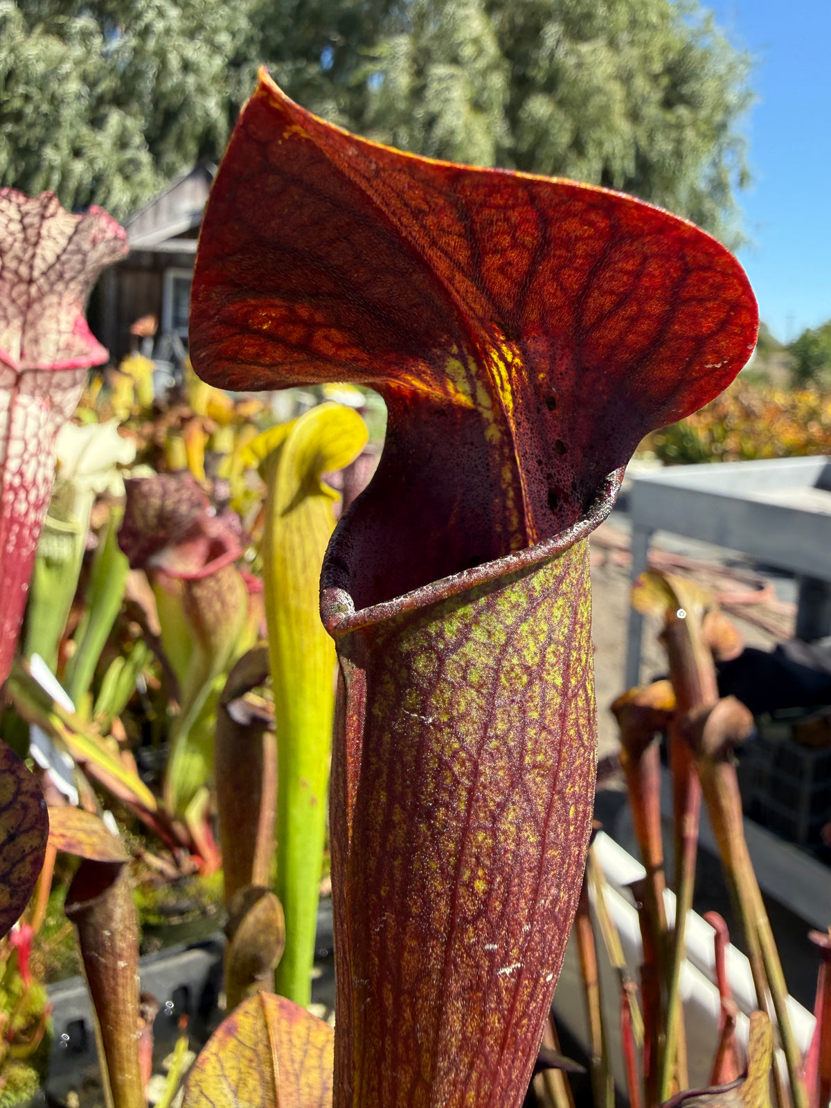 Sarracenia alata ‘Night’ Potted
