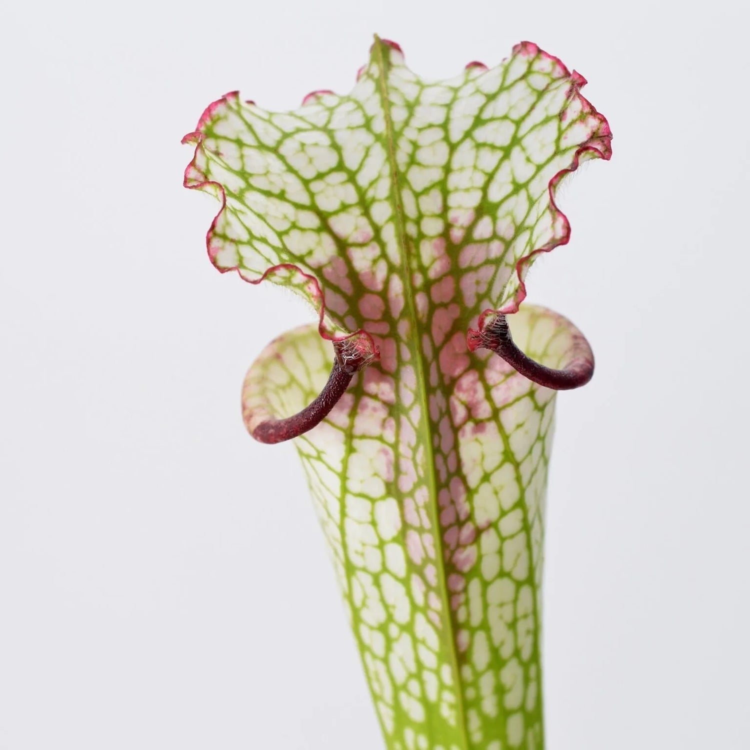 Sarracenia x “Painted Black” Potted