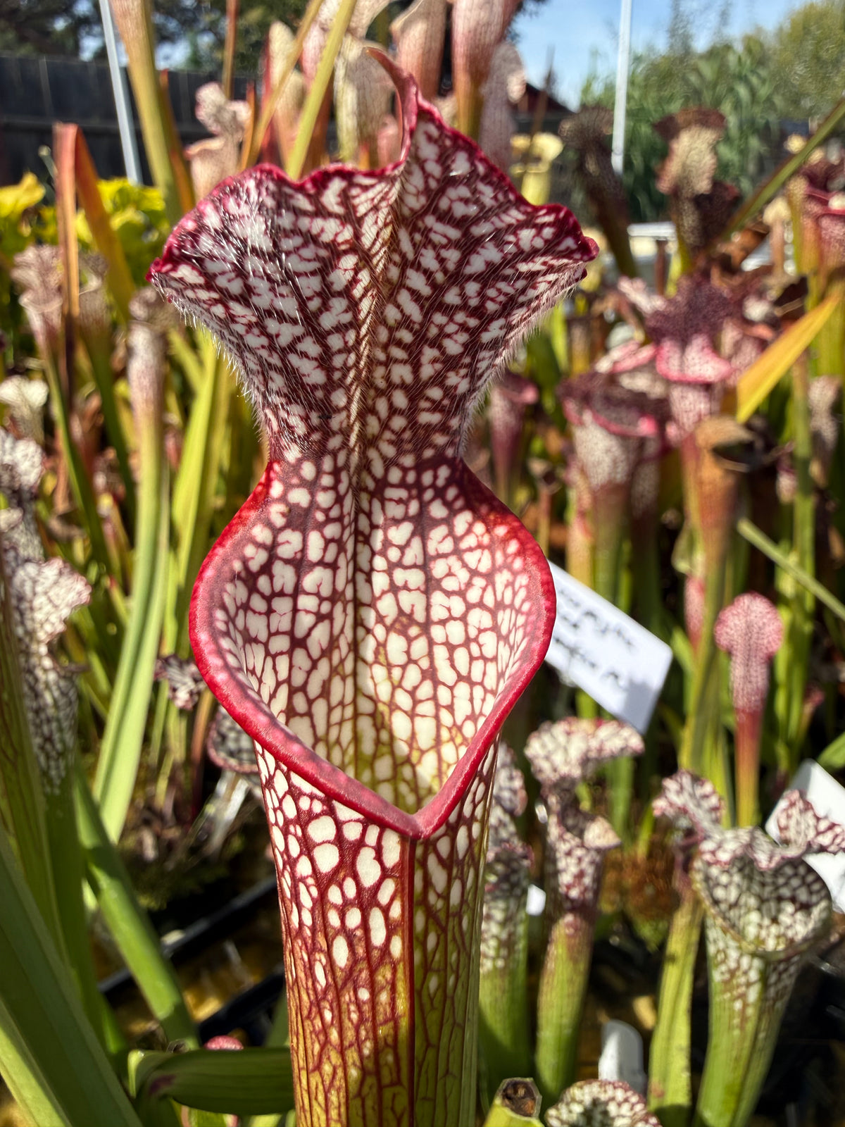 Sarracenia leucophylla "purple and white" CK Potted