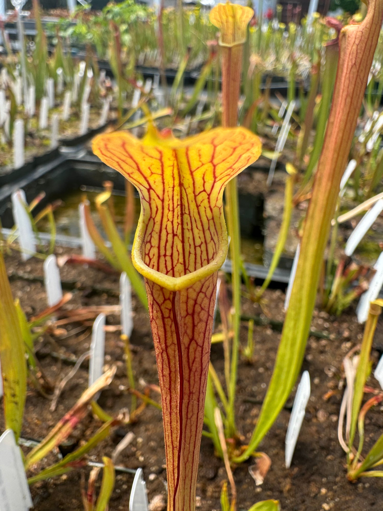 Sarracenia rubra ssp. rubra Potted
