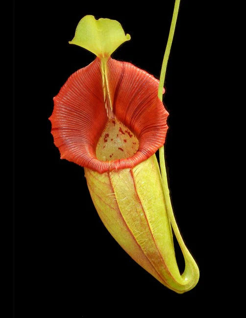 Nepenthes ovata BE-4084 Potted