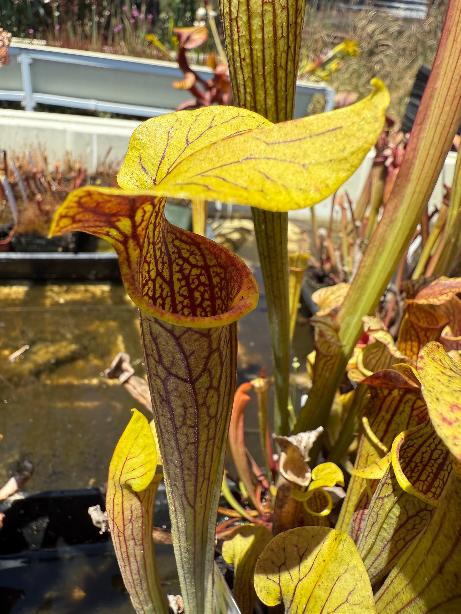 Sarracenia ( x ‘Simone’ ) x ( alata rubrioperculata x flava ) Potted