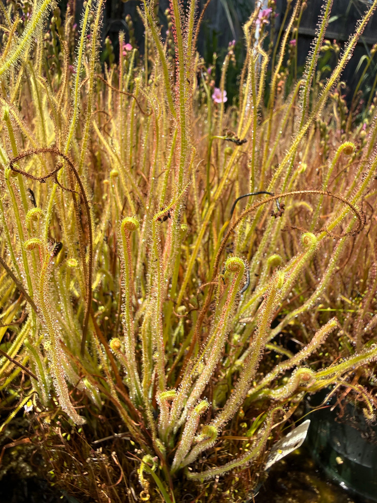 Drosera filiformis var gigantea Potted