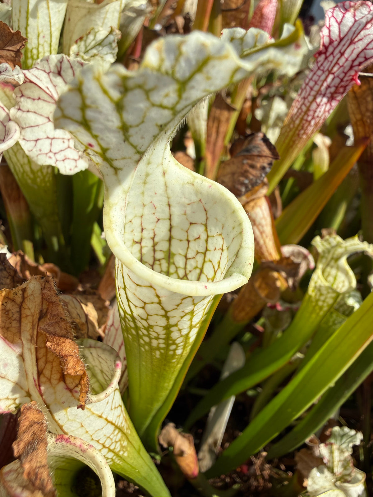 Sarracenia leucophylla var alba seed-grown Potted