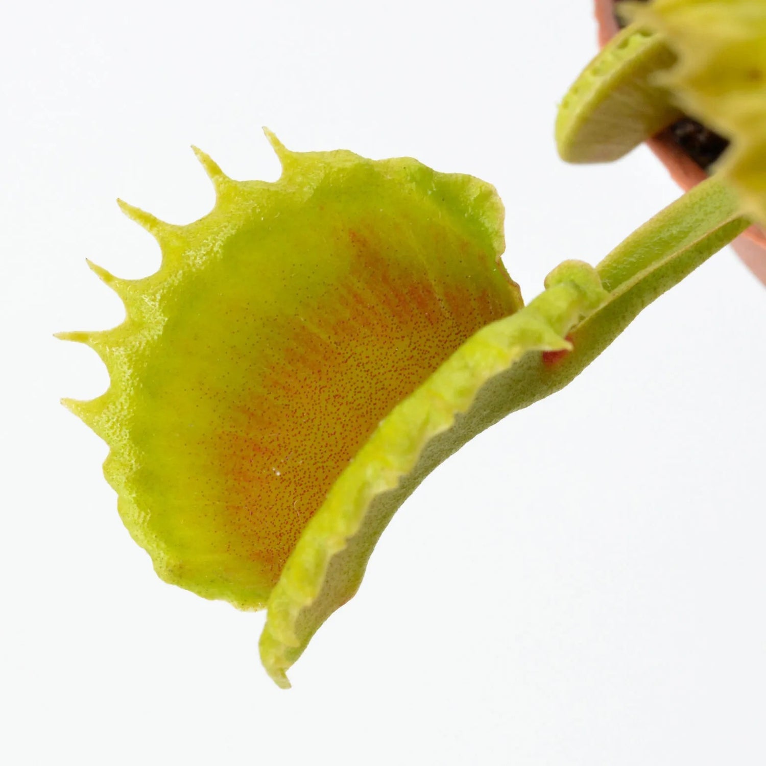 Dionaea m. “Vesuvia” Potted