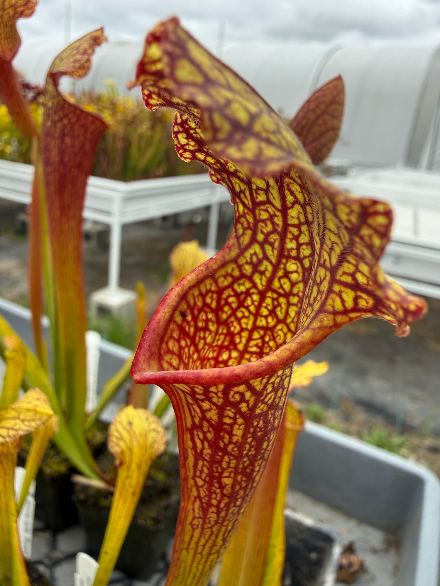 Sarracenia leucophylla ‘Purple Lips’ x ( x ‘Green Monster’ ) RC Potted