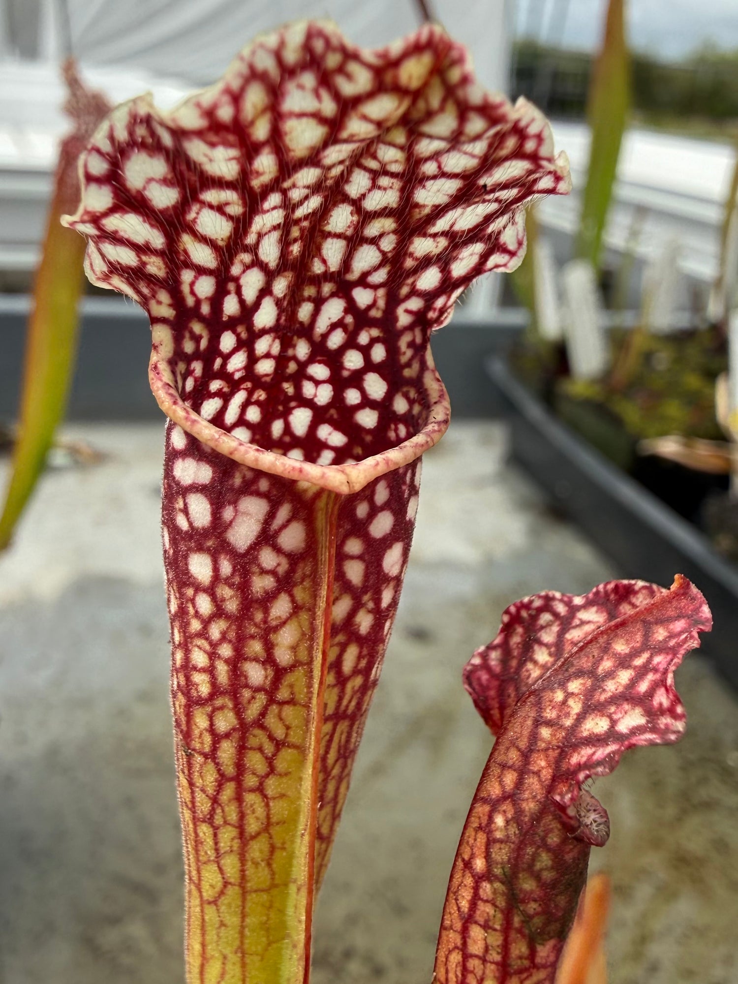 Sarracenia leucophylla “AJ01” x ( gulfensis alba x purpurea ssp purpurea antho-free ) RC Potted