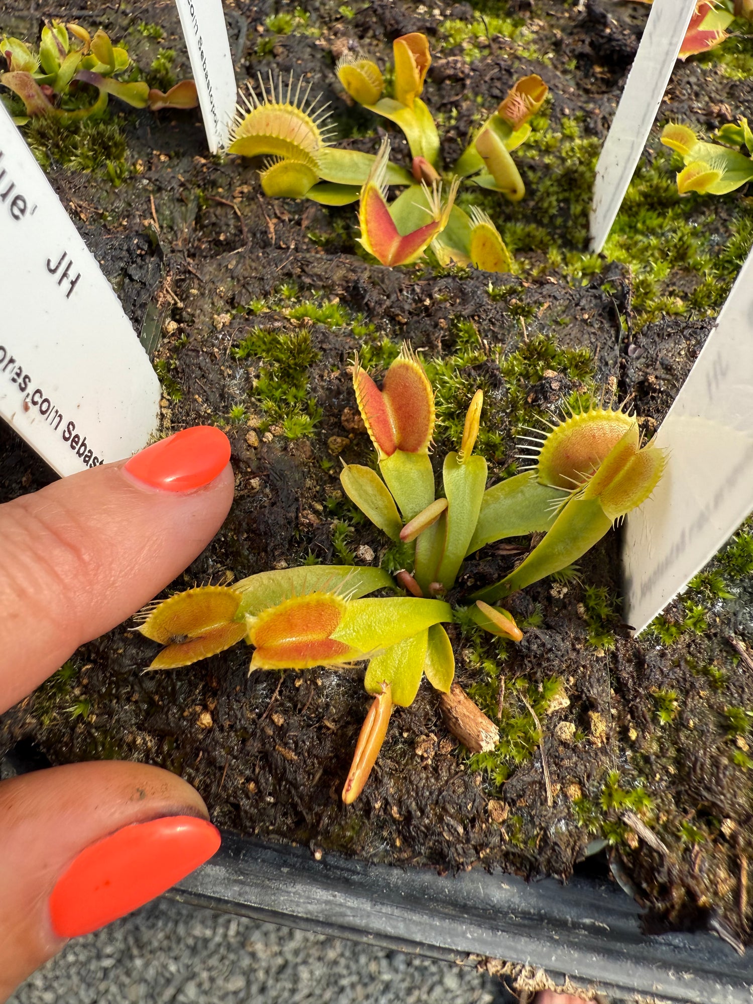 Dionaea m. ‘Fondue’ JH Potted