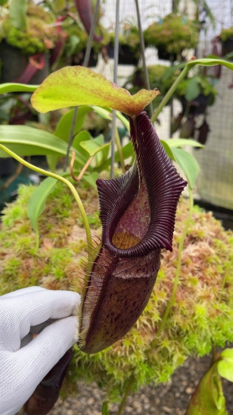Nepenthes singalana x ovata Potted