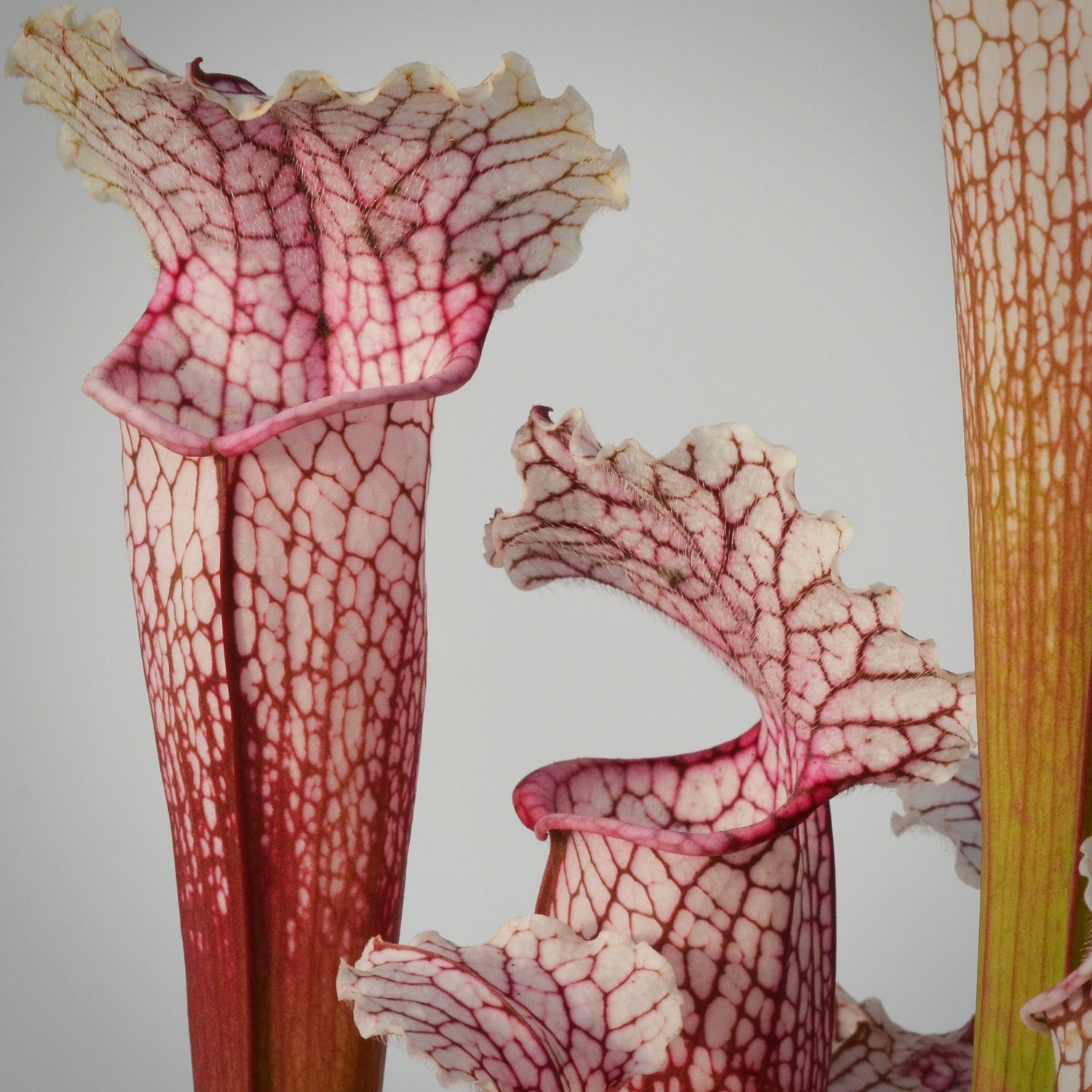 Sarracenia ( x ‘Pink Thing’ ) x leucophylla Potted
