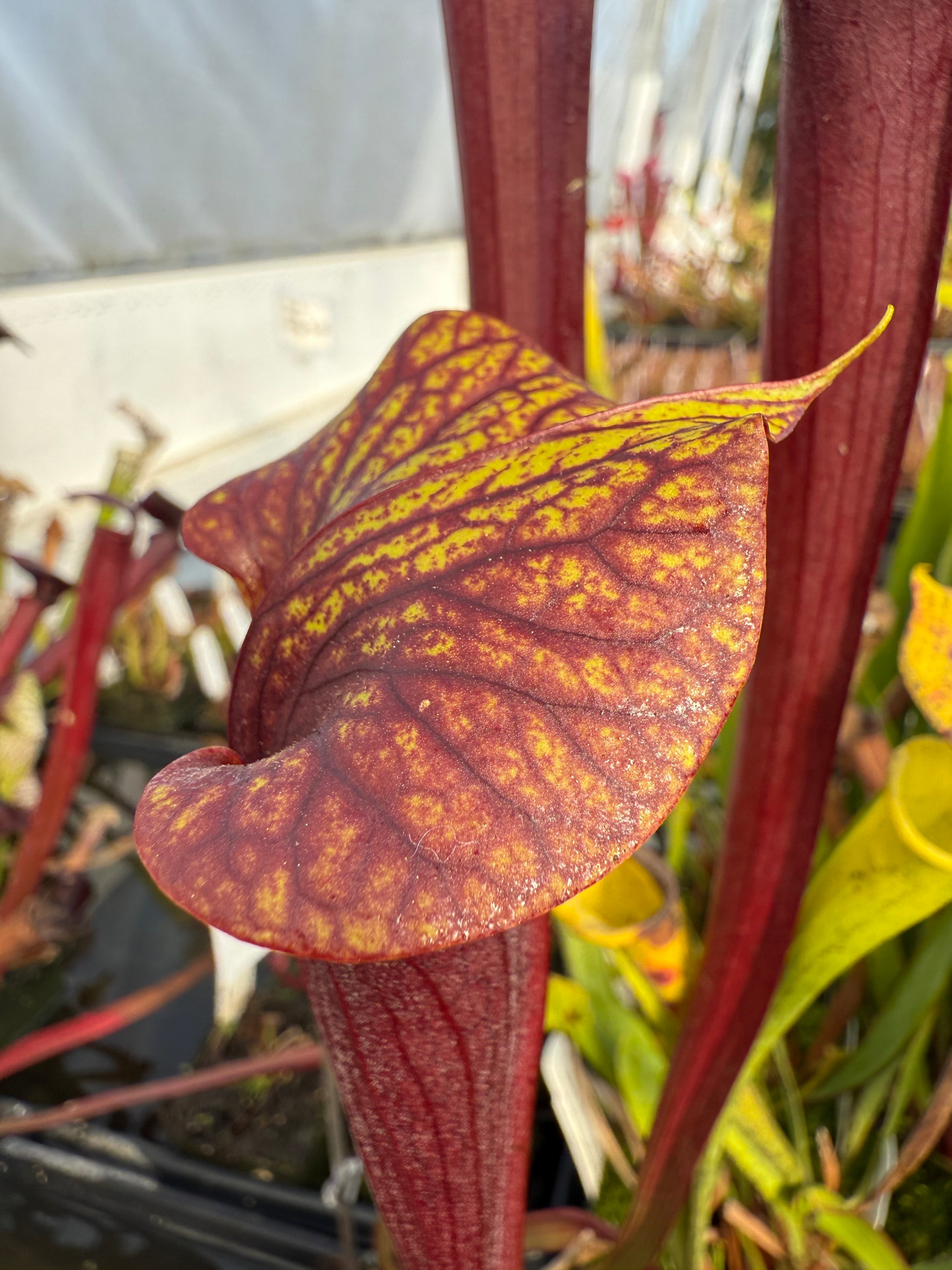 Sarracenia alata v rubrioperculata x flava v rubricorpora Potted