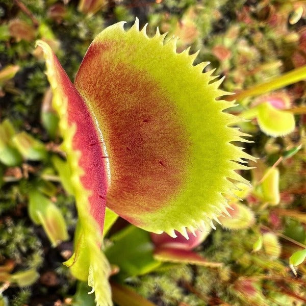 Dionaea Sawtooth