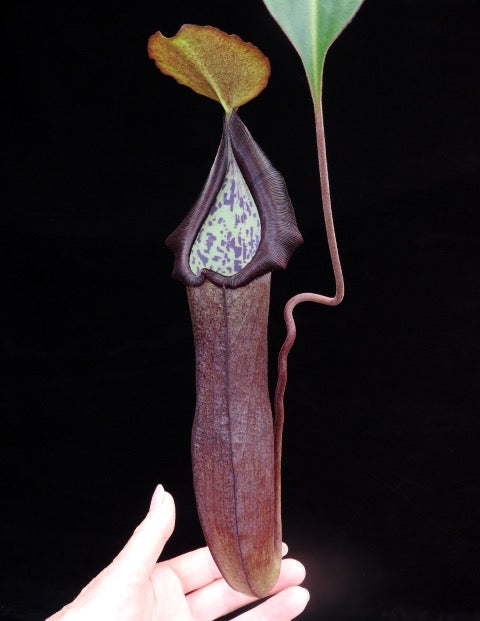 Nepenthes maxima x ramispina Potted