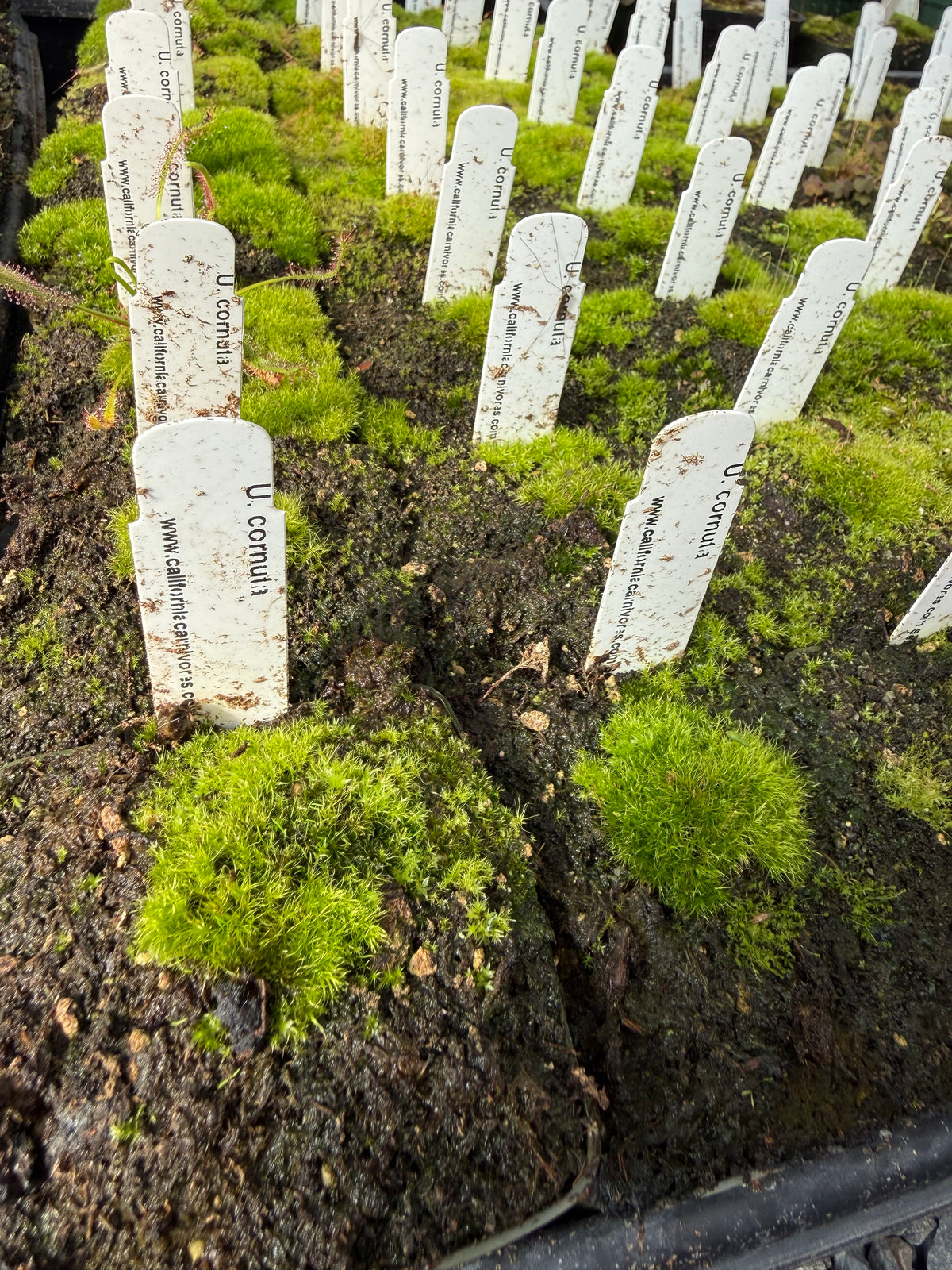 Utricularia cornuta Potted