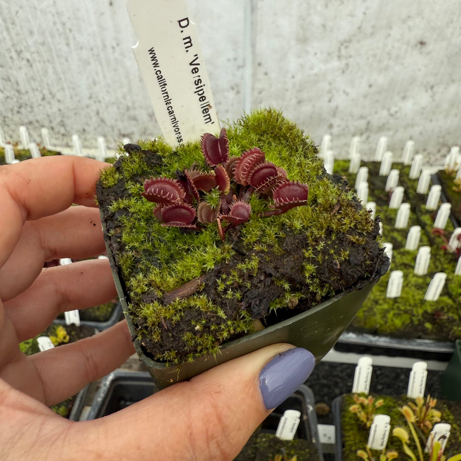 Dionaea m. “Verispellem” Potted