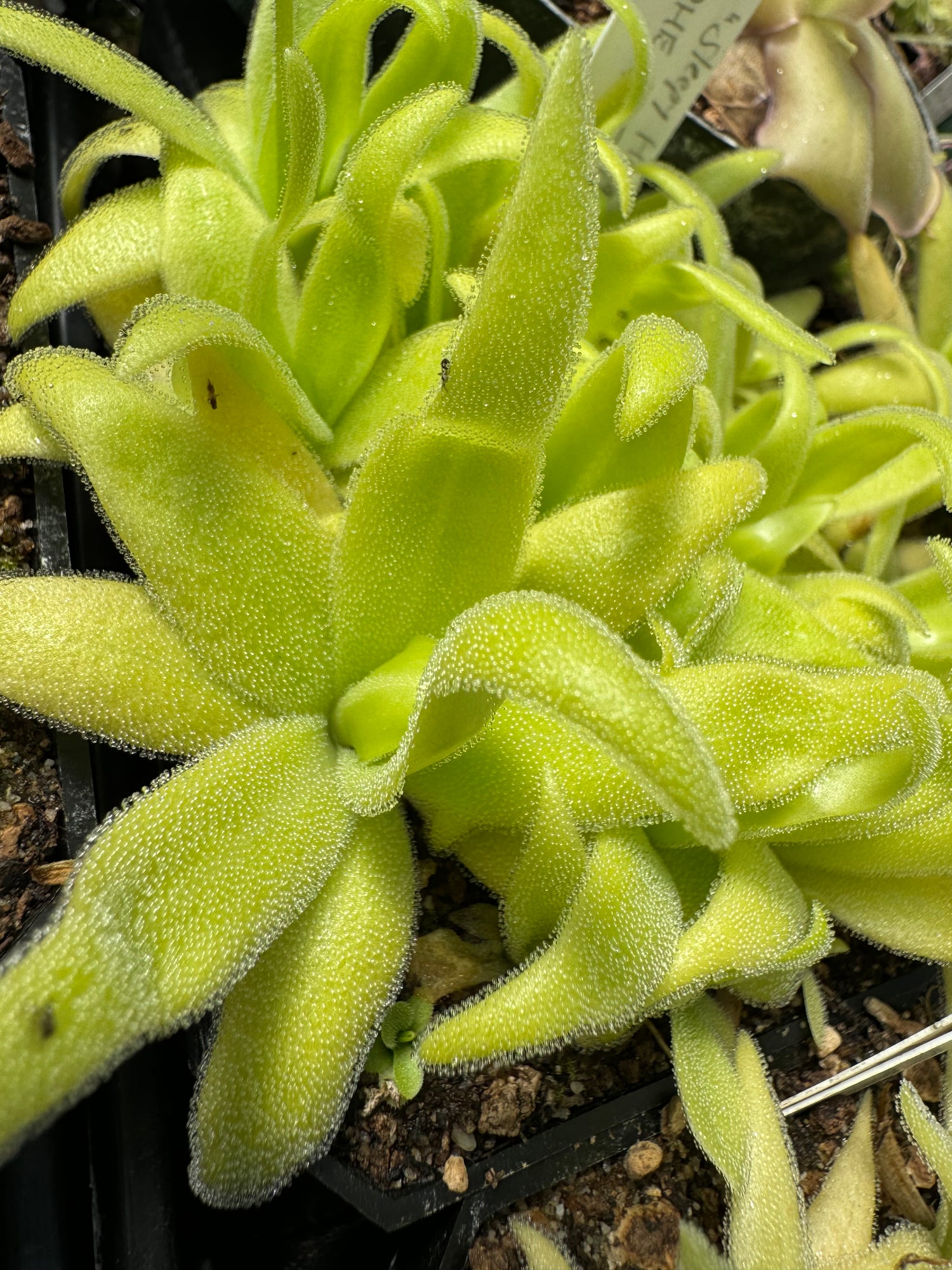 Pinguicula x “Sleepy Hedgehog” BARE ROOT