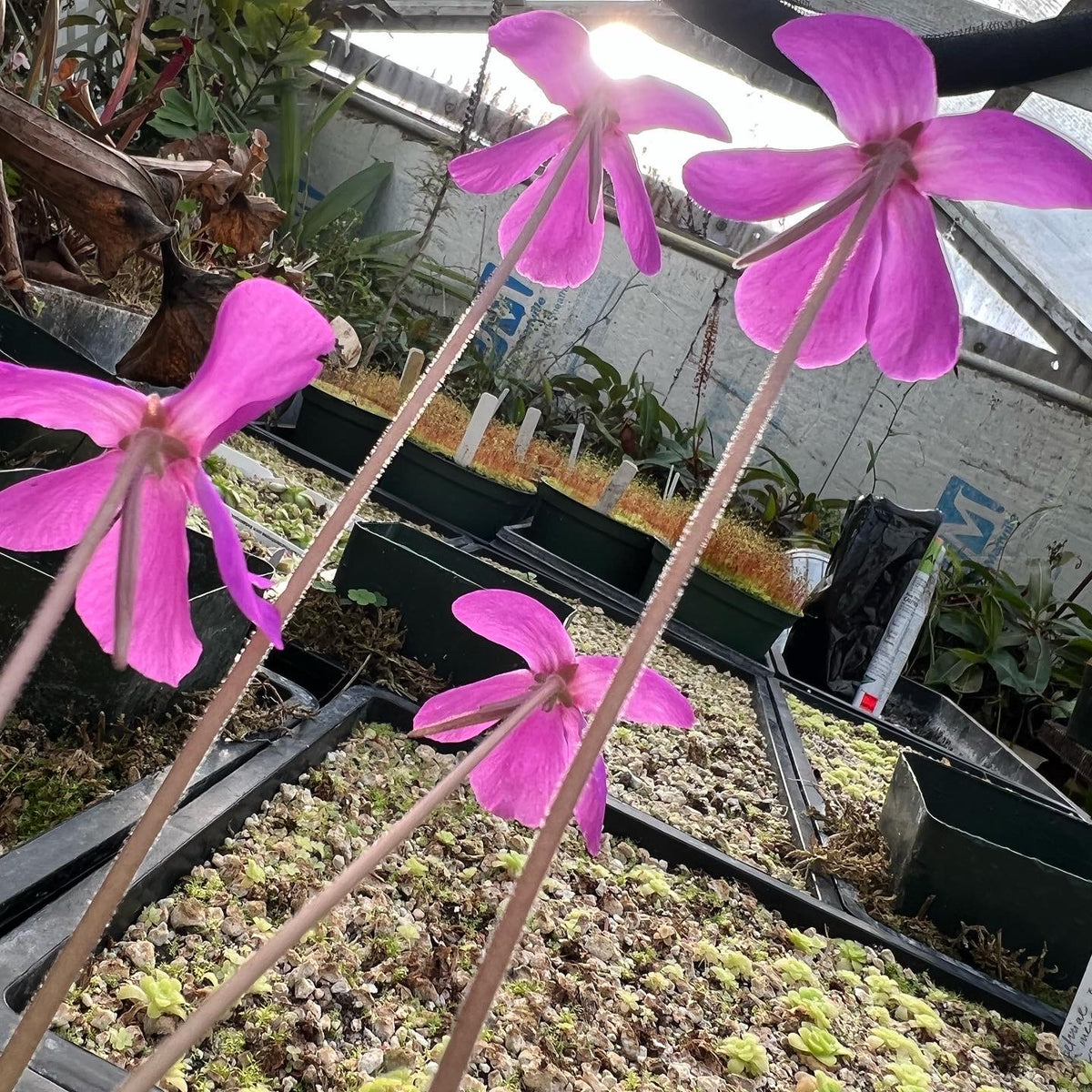 Pinguicula x "Ali Rose" BARE ROOT