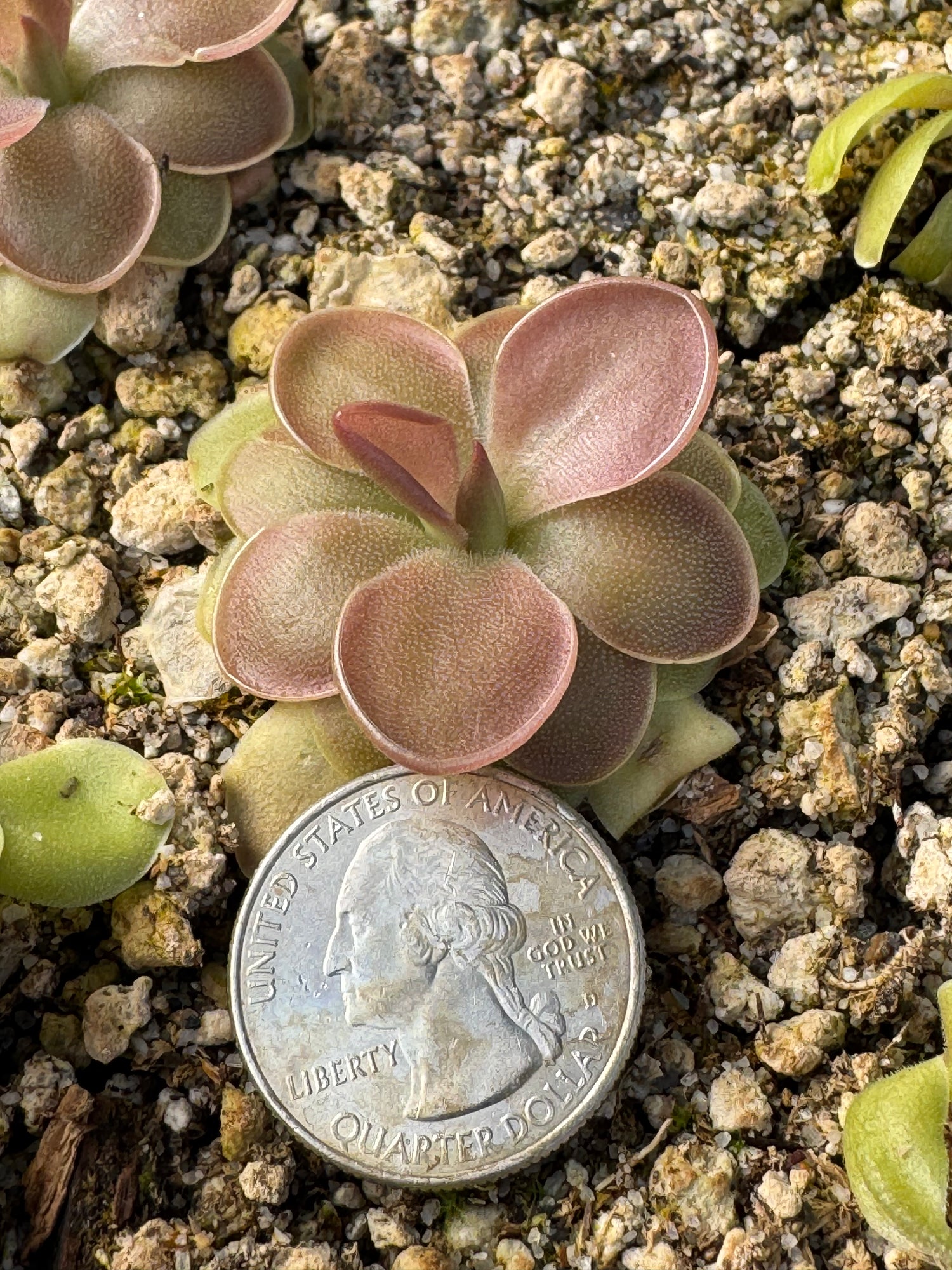 Pinguicula moranensis var. rosei BARE ROOT