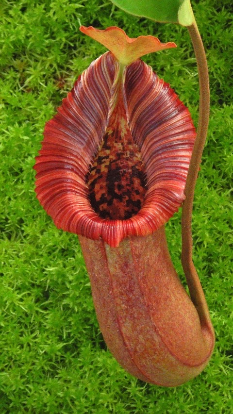 Nepenthes ( x trusmadiensis) x robcantleyi Potted