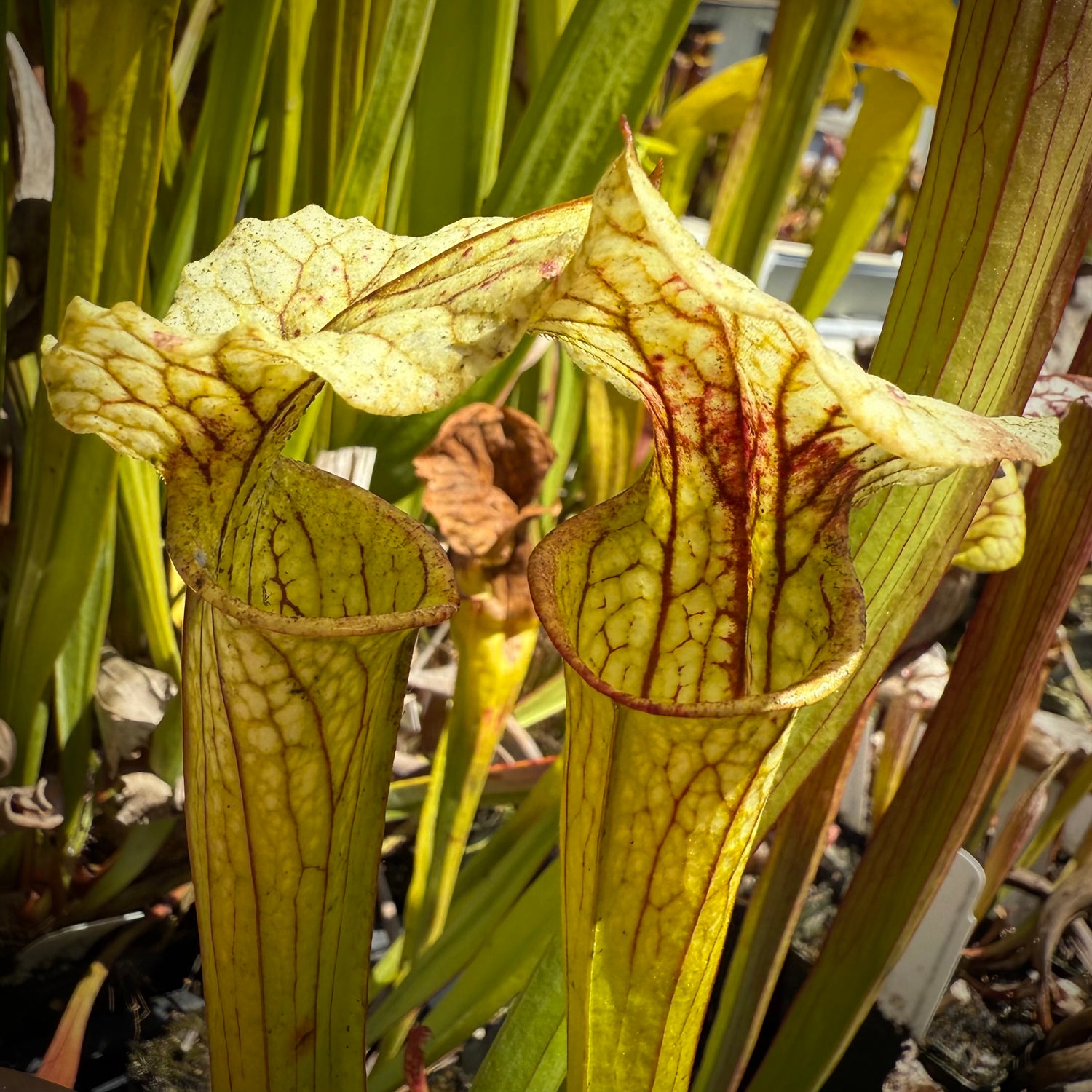 Sarracenia ( purpurea venosa burkii x leucophylla “green” ) x ( x ‘Mega Mouth’ ) Potted