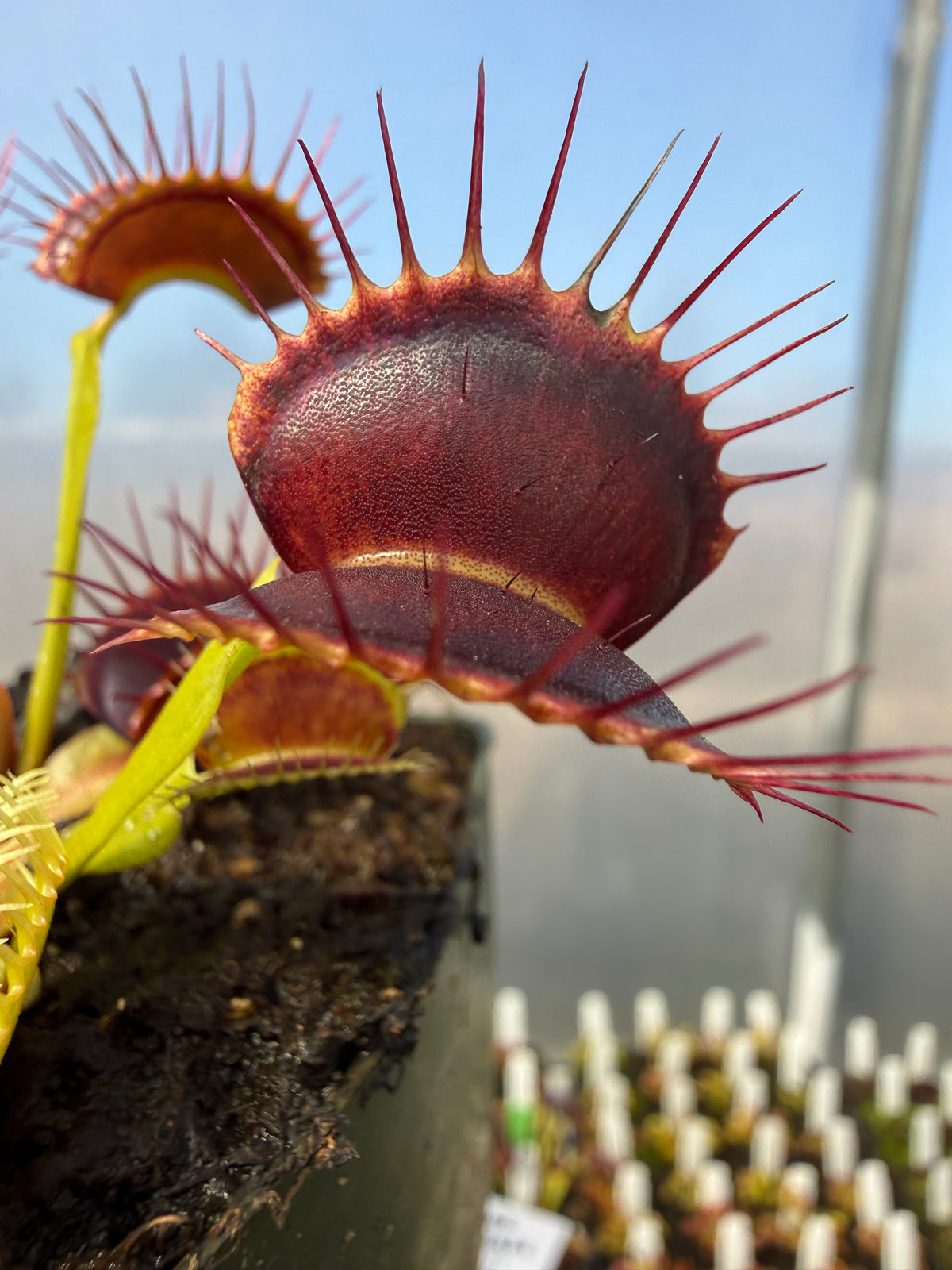 Dionaea m. “Black Mamba” Potted
