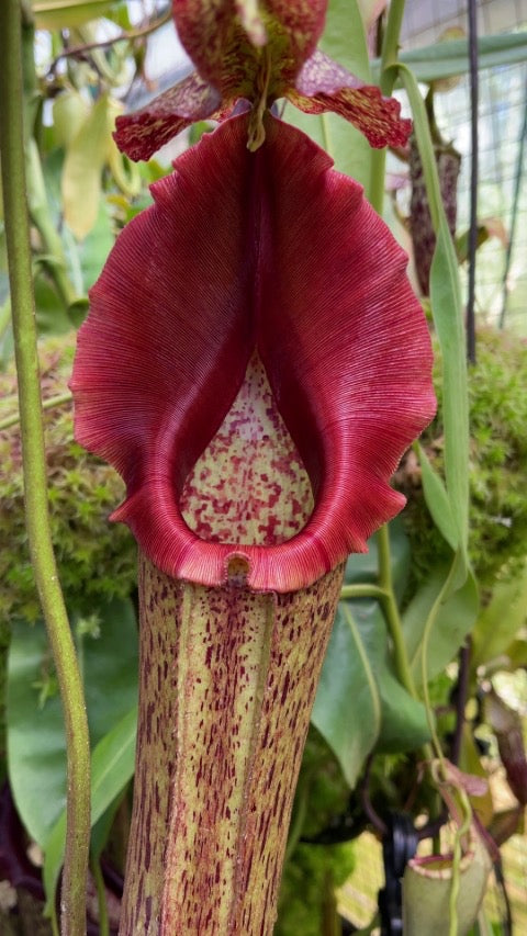 Nepenthes eymae Potted