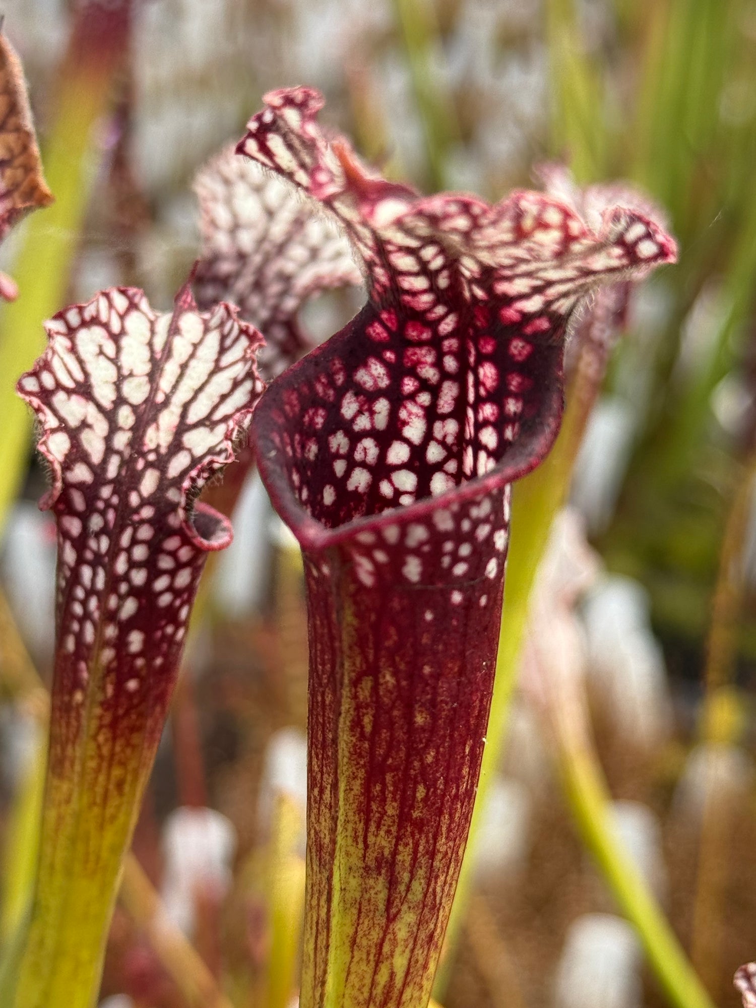 Sarracenia leucophylla "from Bob Hanrahan" DGL24 Potted
