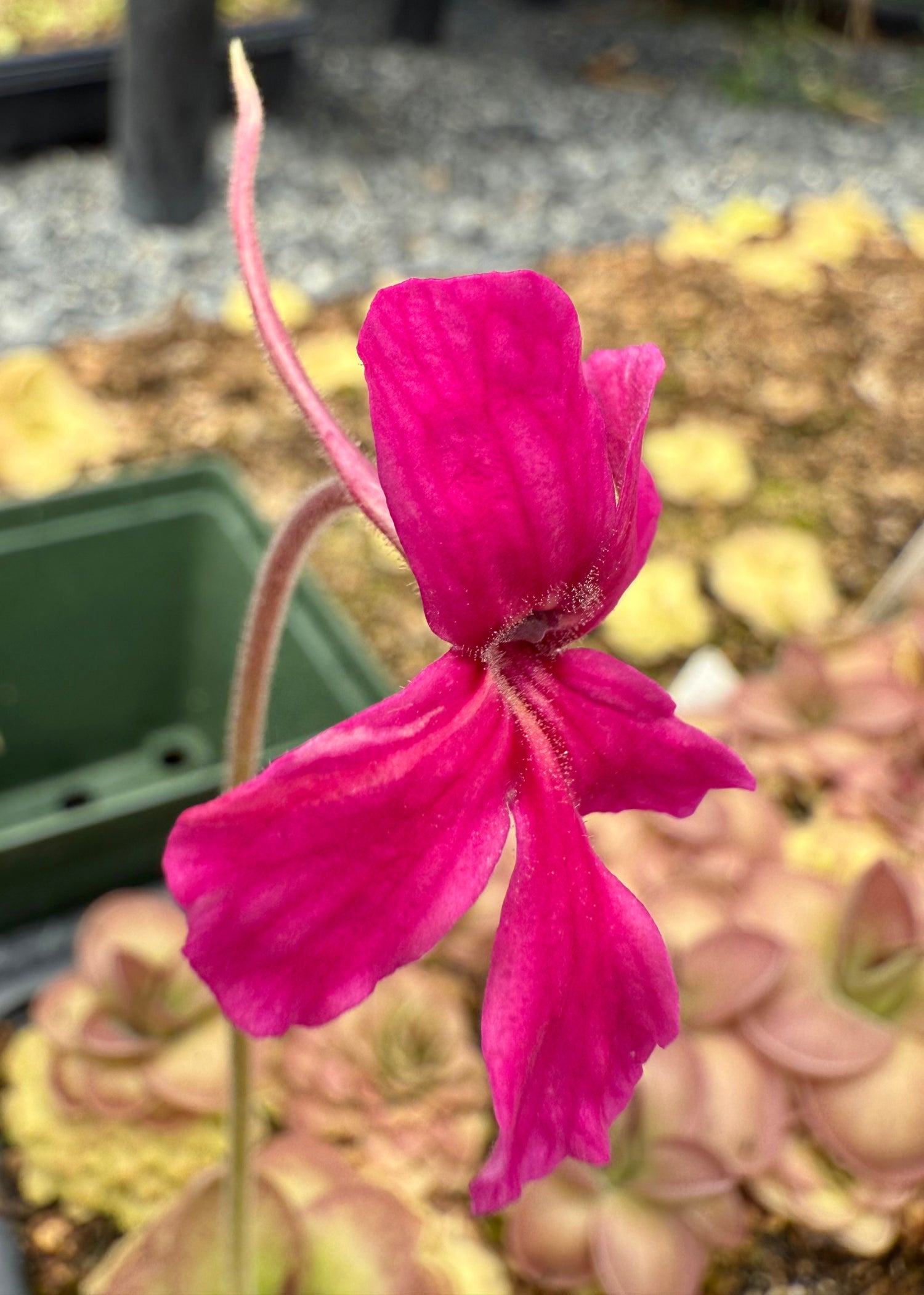 Pinguicula x “Pink Eye” BARE ROOT