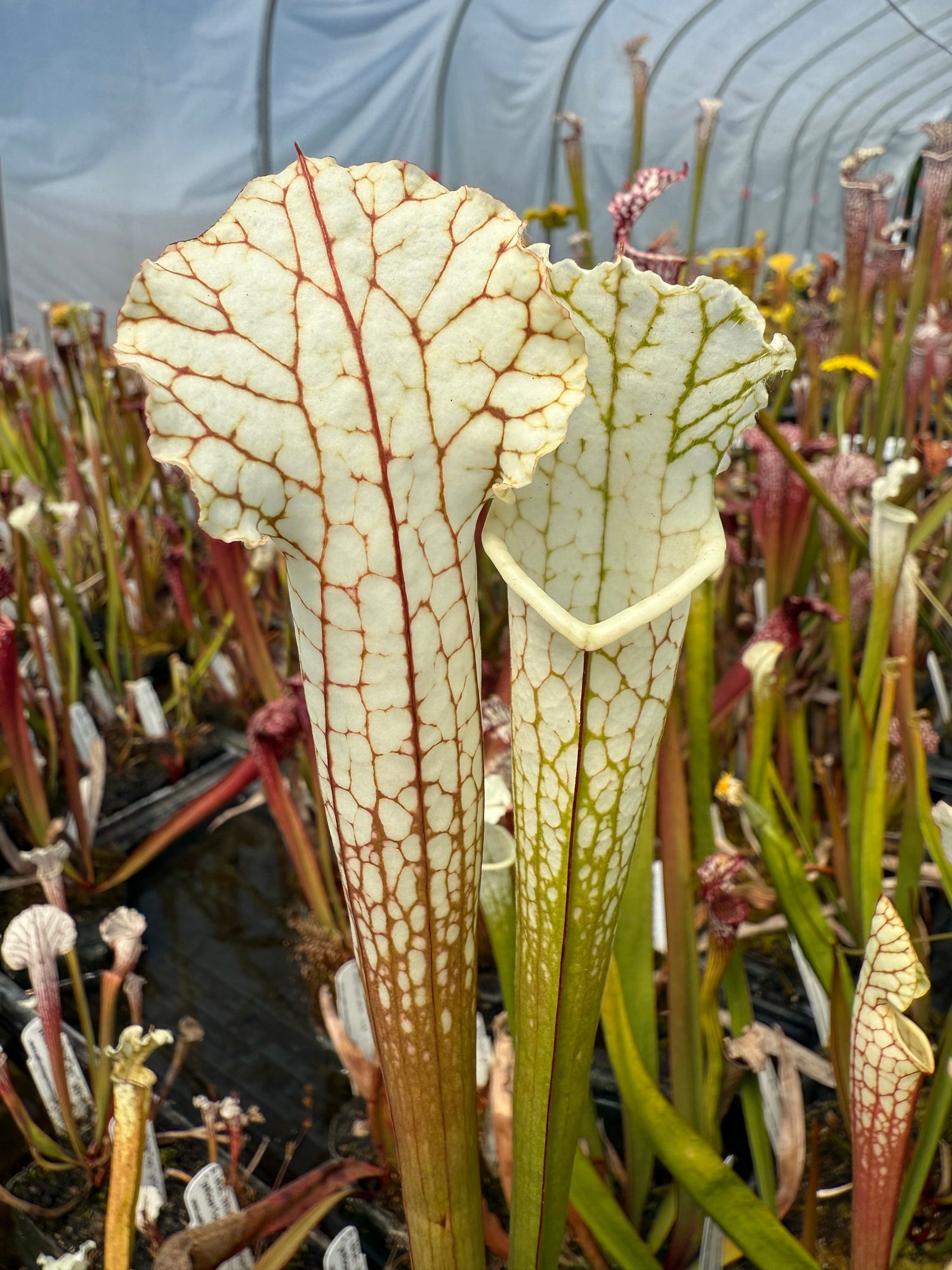 Sarracenia leucophylla 'Hurricane Creek White' Clone B Potted DG