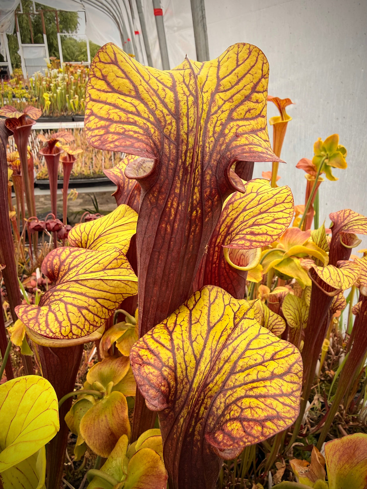 Sarracenia x “Aunt Widow” Potted
