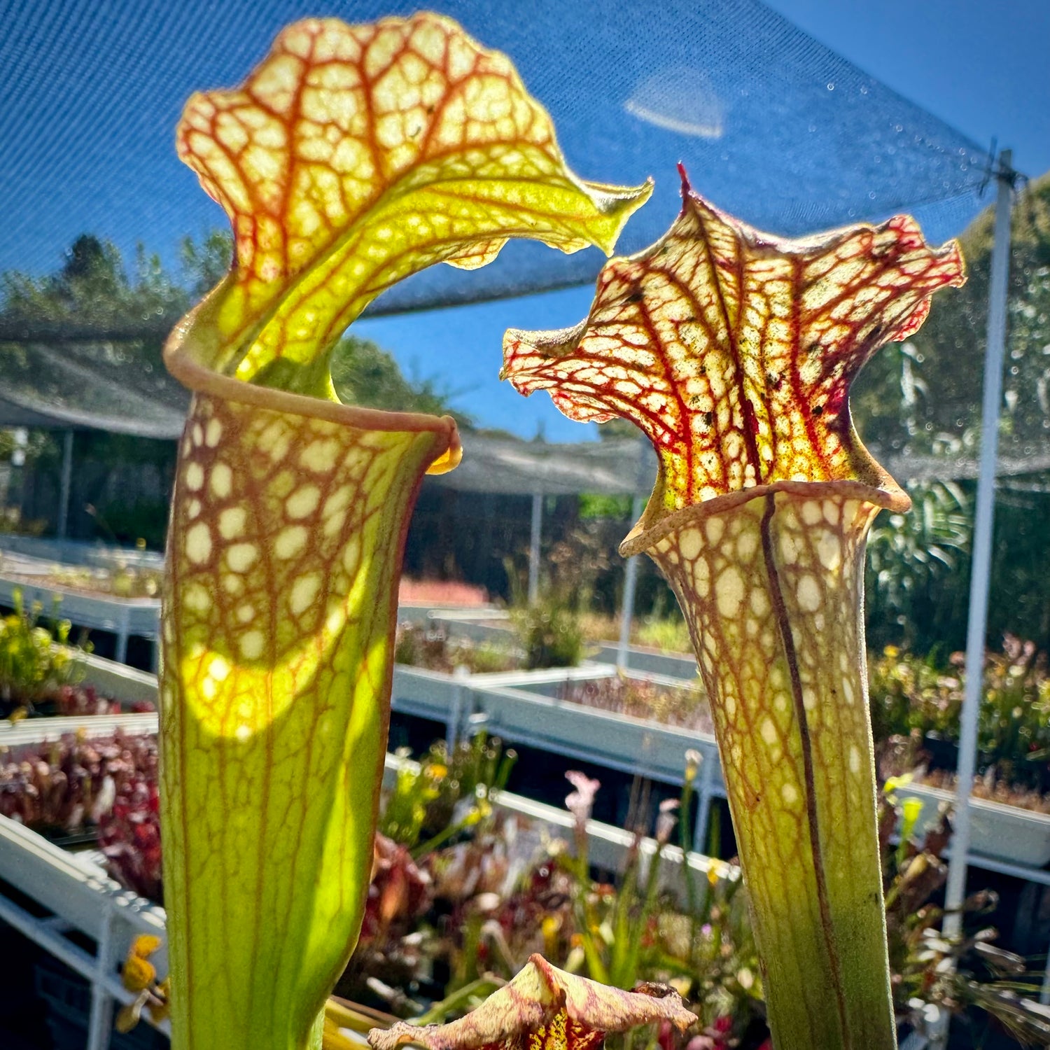 Sarracenia ( x excellens ) x ( x ‘Adrian Slack’ ) Potted
