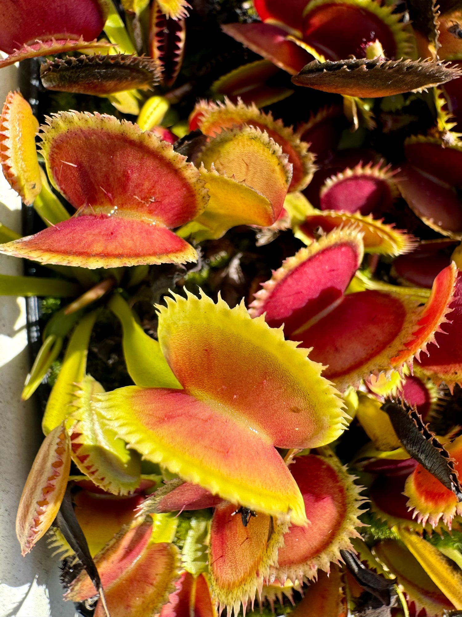 Dionaea m. ‘UK Sawtooth' Potted