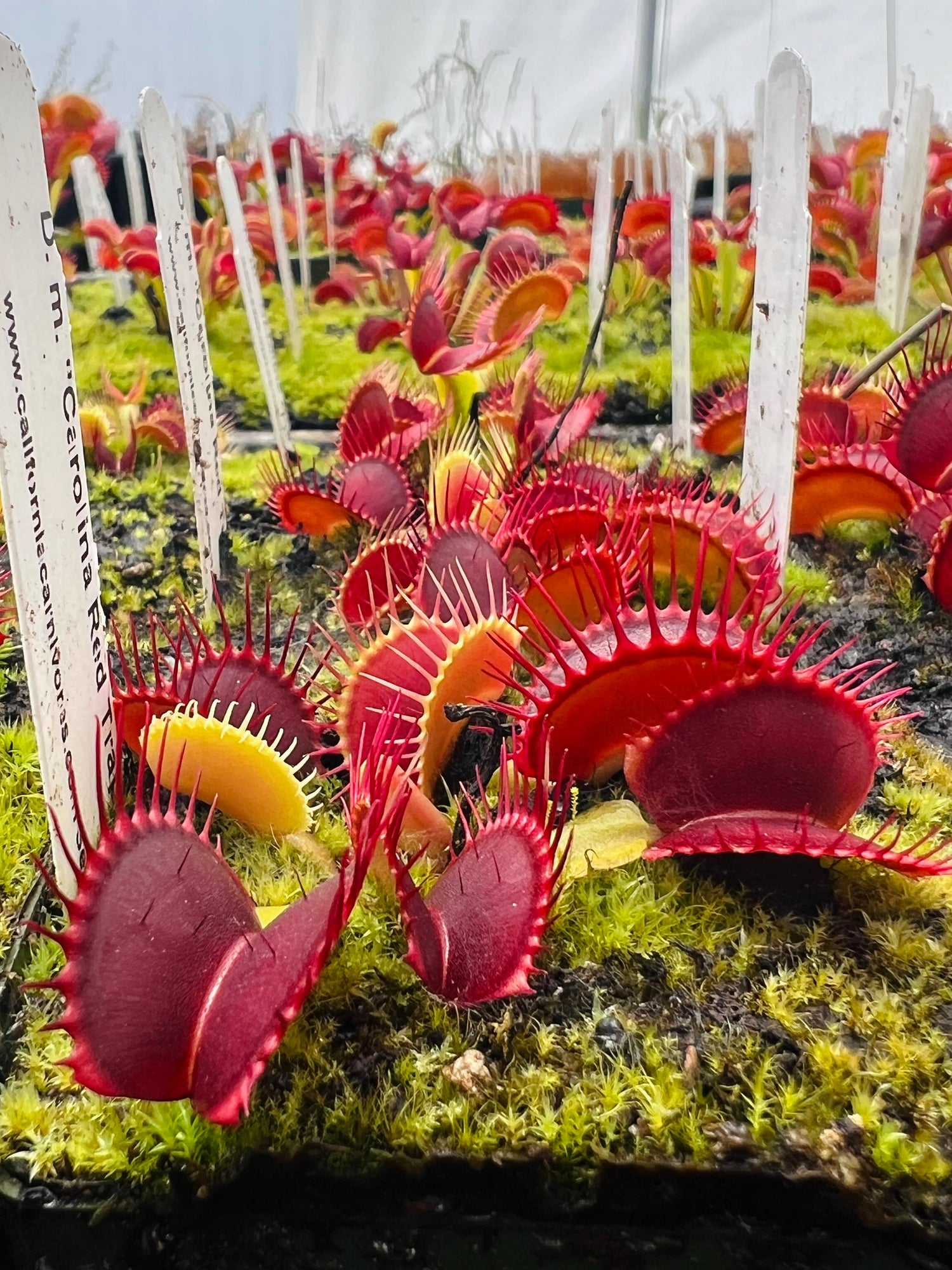 Dionaea m. “Carolina Red Trap” JH Potted