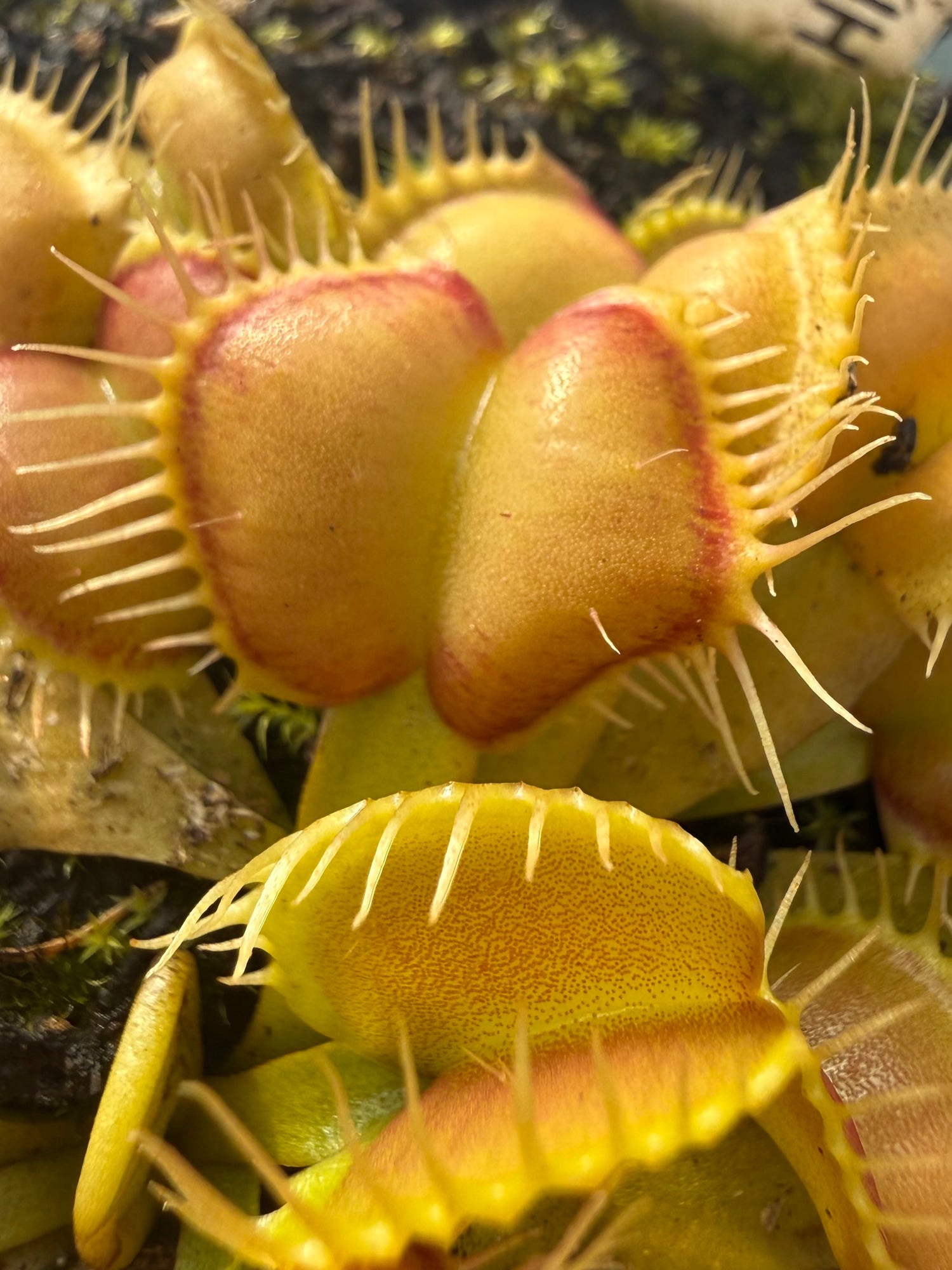 Dionaea m. “Galaxy x Self” JH Potted
