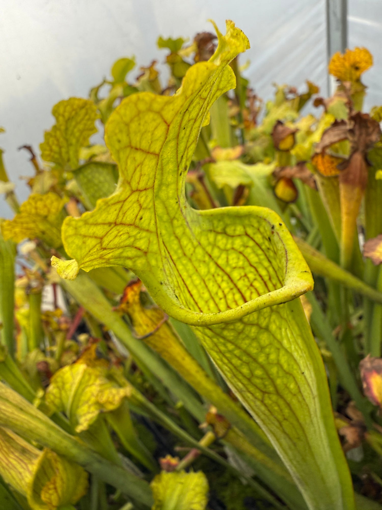 Sarracenia ﻿( x ‘Leah Wilkerson’ ) x alata anthocyanin-free Potted