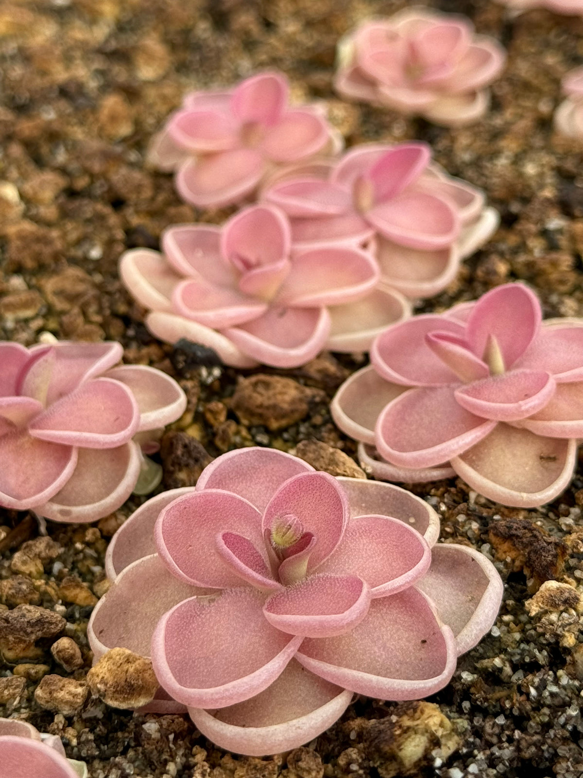 Pinguicula x ”Fiorello III” BARE ROOT