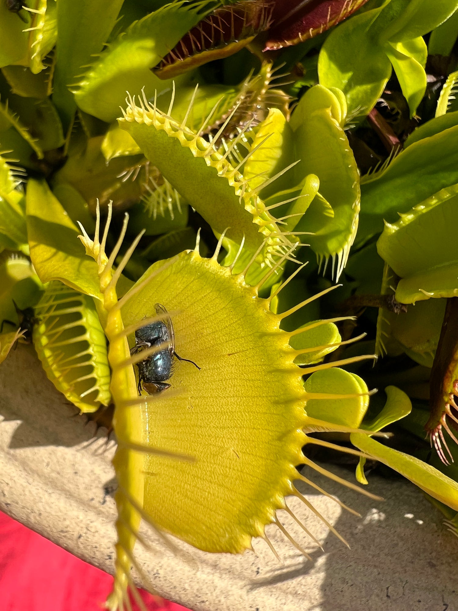 Dionaea m. 'Gremlin' Potted