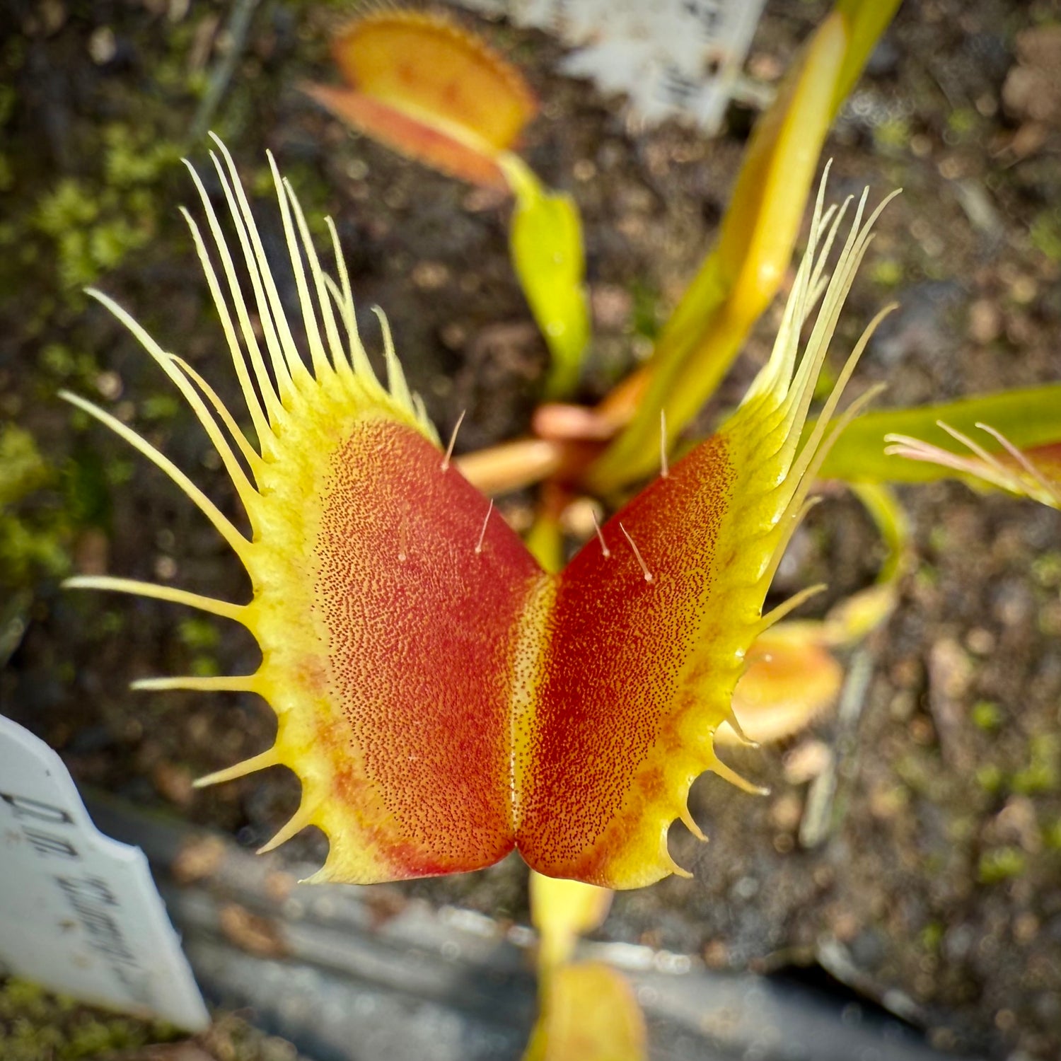 Dionaea m. “Hennings Giant B12” JH Potted