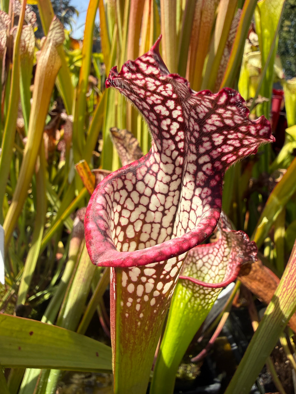Sarracenia leucophylla “Red, Near East Point, Franklin Co, FL” Potted