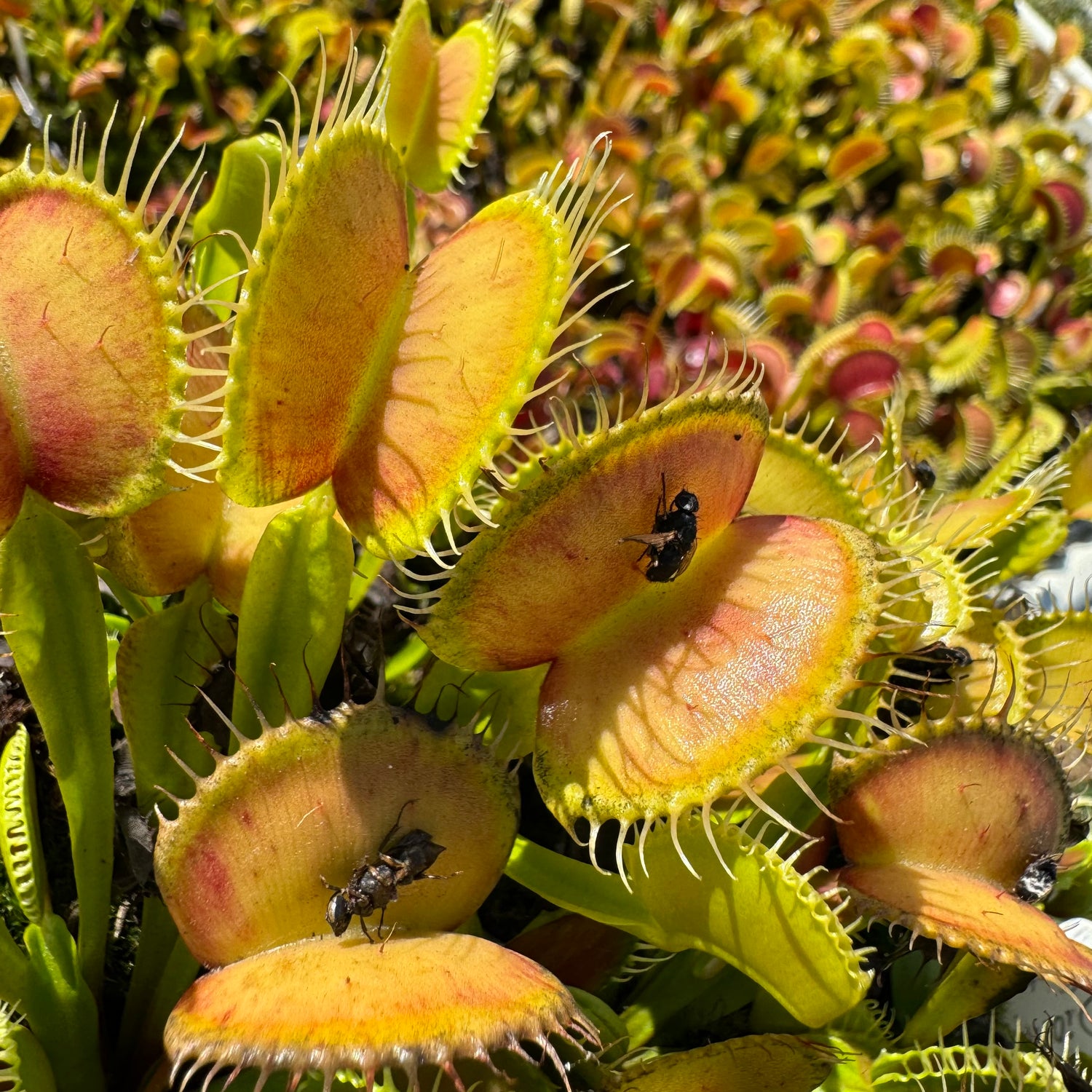 Seed Pack Dionaea m. ‘Orton’s Giant’ (12 seeds/pack)