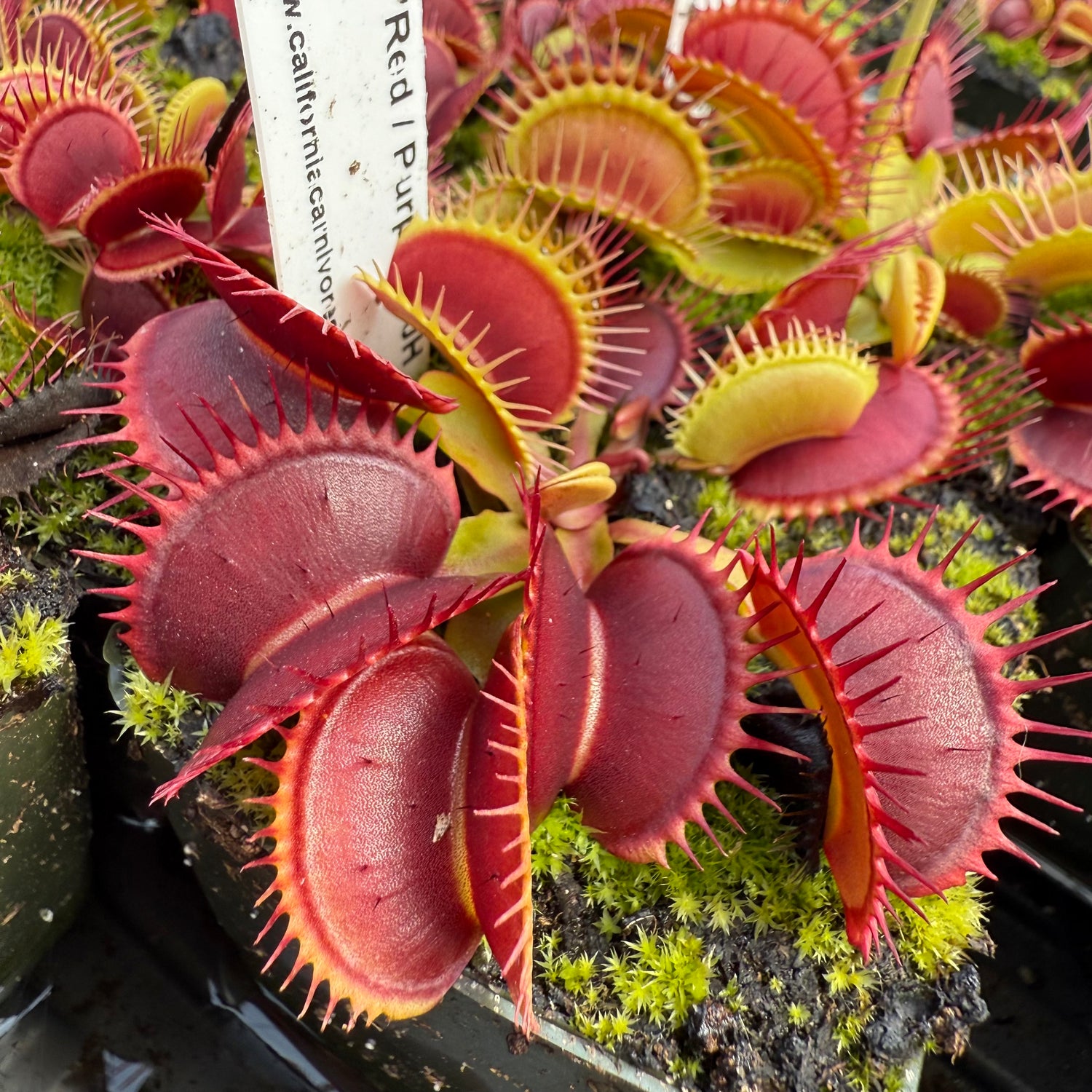 Dionaea m. “Red/Purple” JH Potted