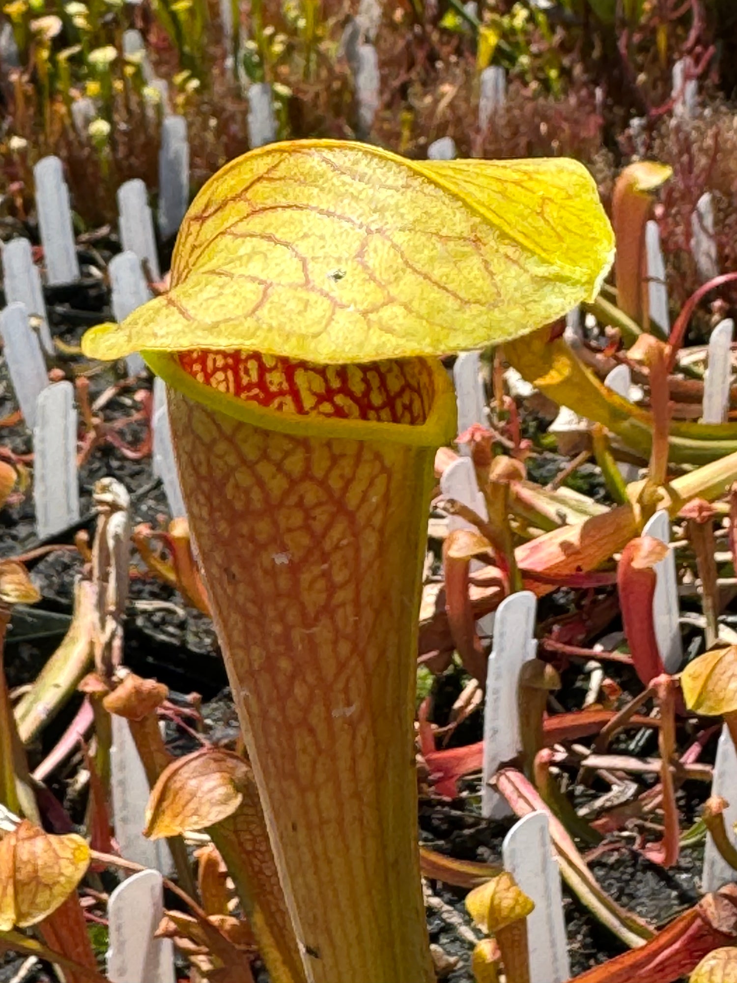 Sarracenia oreophila “Sand Mtn” x minor ‘Giant’ Potted