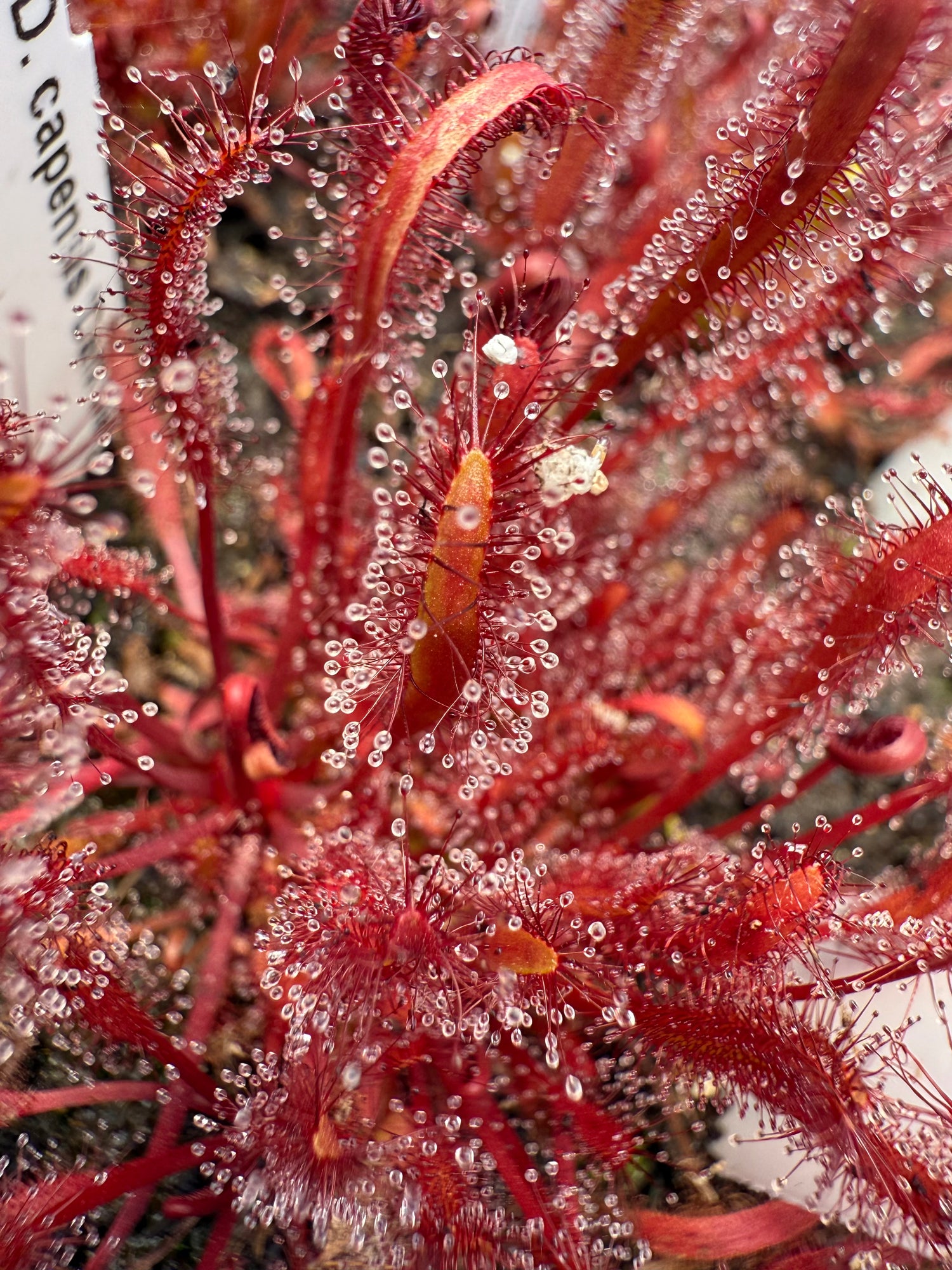 Drosera capensis “Dark Maroon” Potted