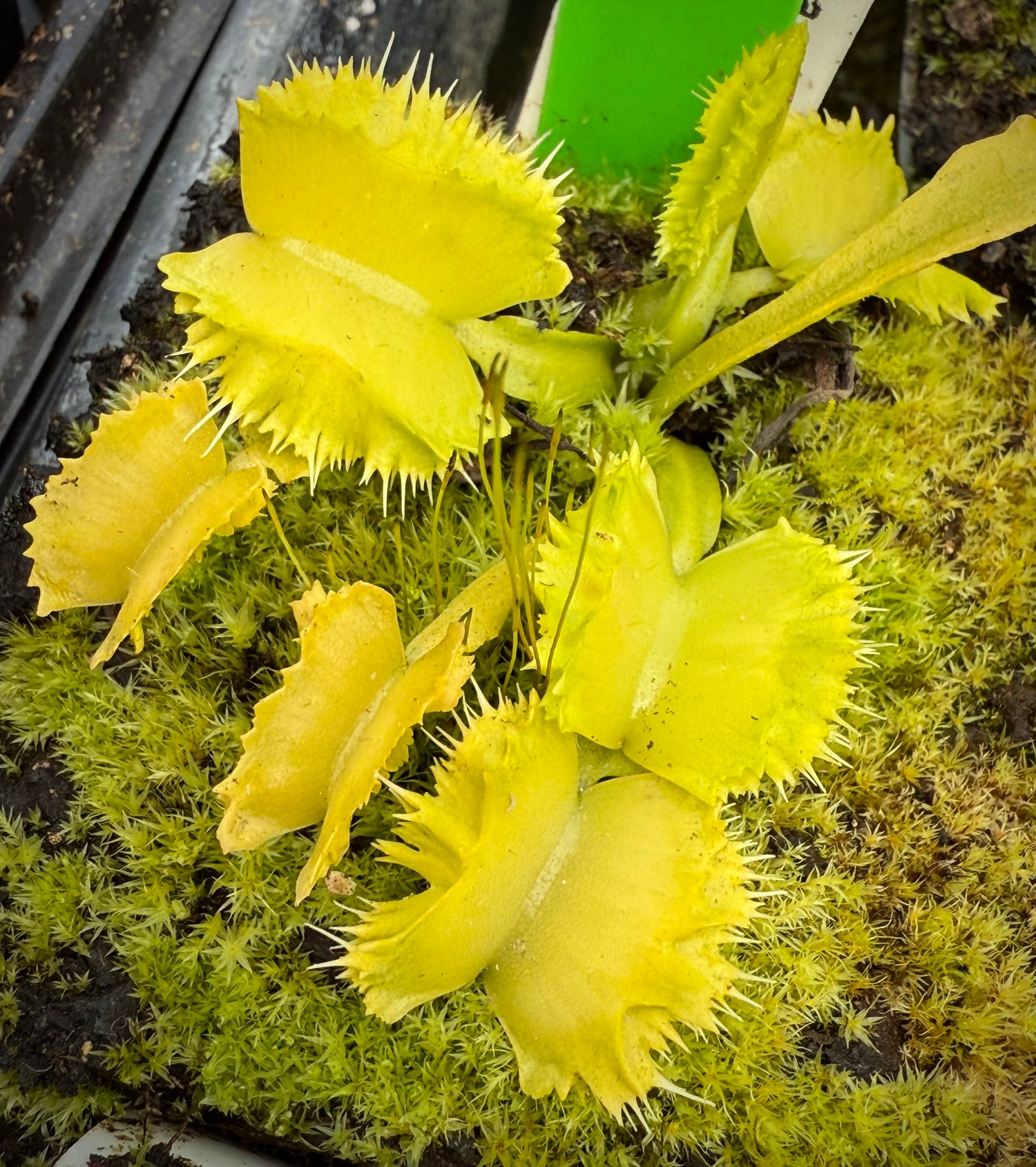Dionaea m. 'Biohazard 2' JH Potted