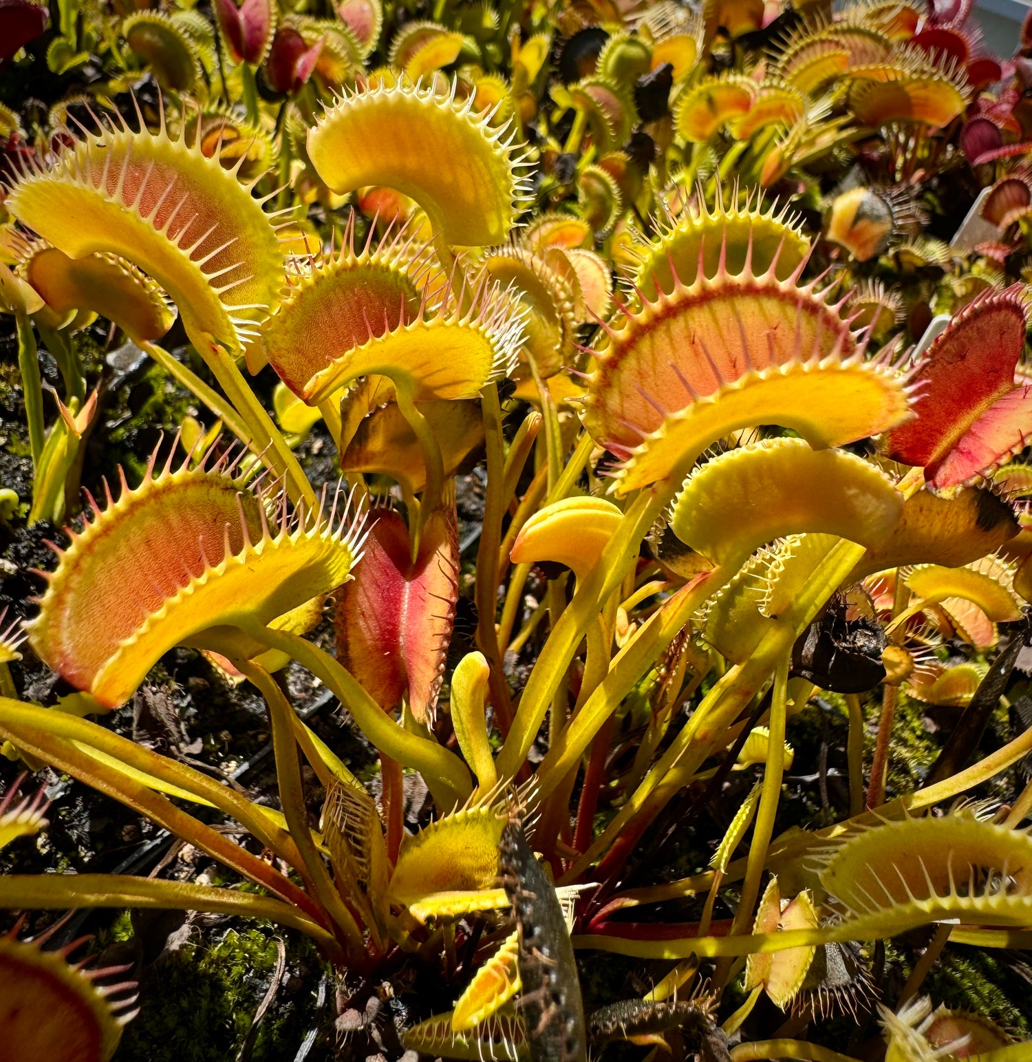 Dionaea m. “Creeping Death” Potted
