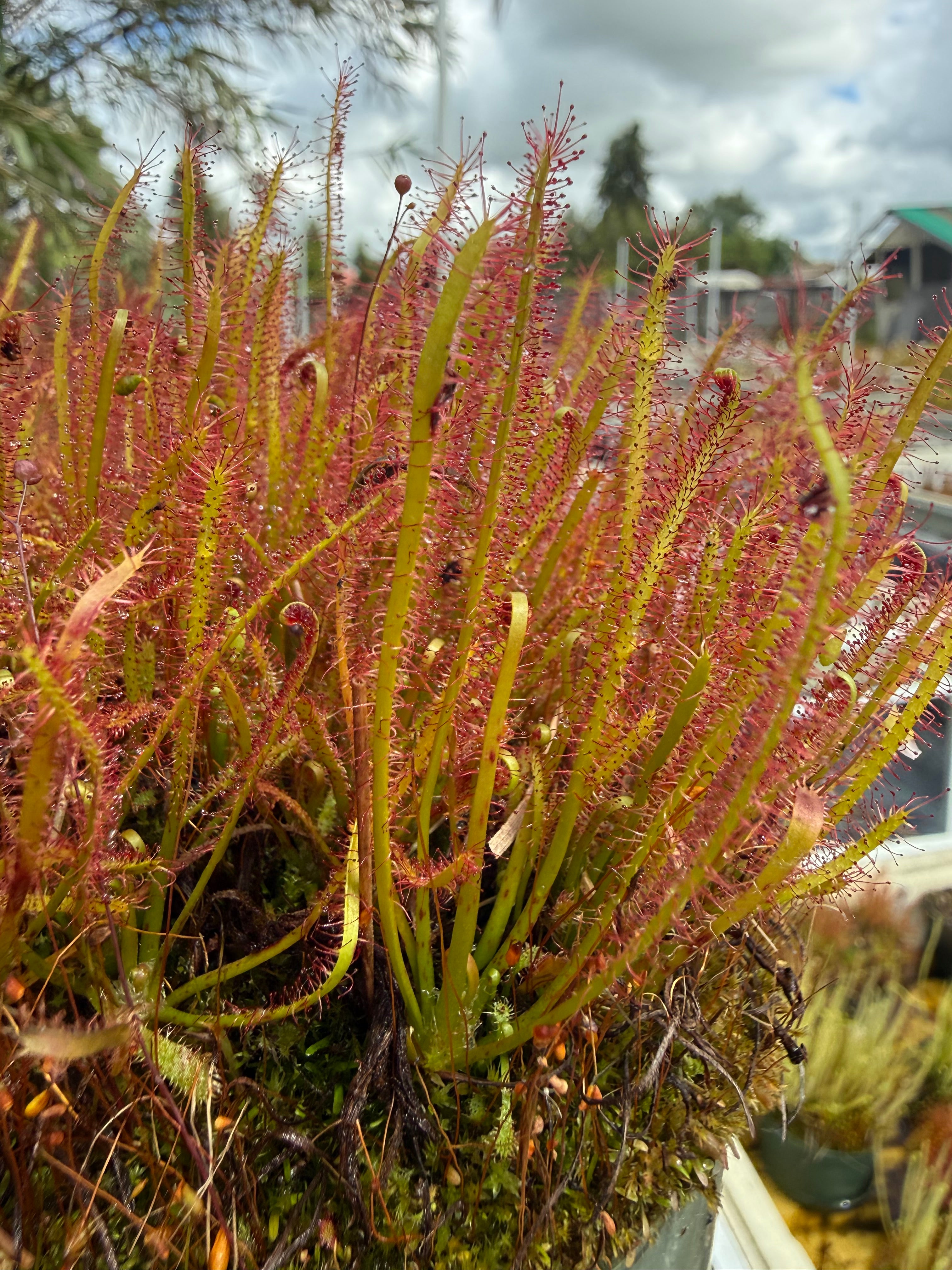 veichii celso、bogor suddan mix dwarf ② P. veitchii Celso Tatsuta x P. willinckii Bogor Suddan Spore Mix