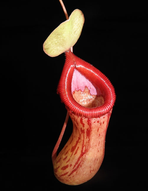 Nepenthes ventricosa x burkei Potted